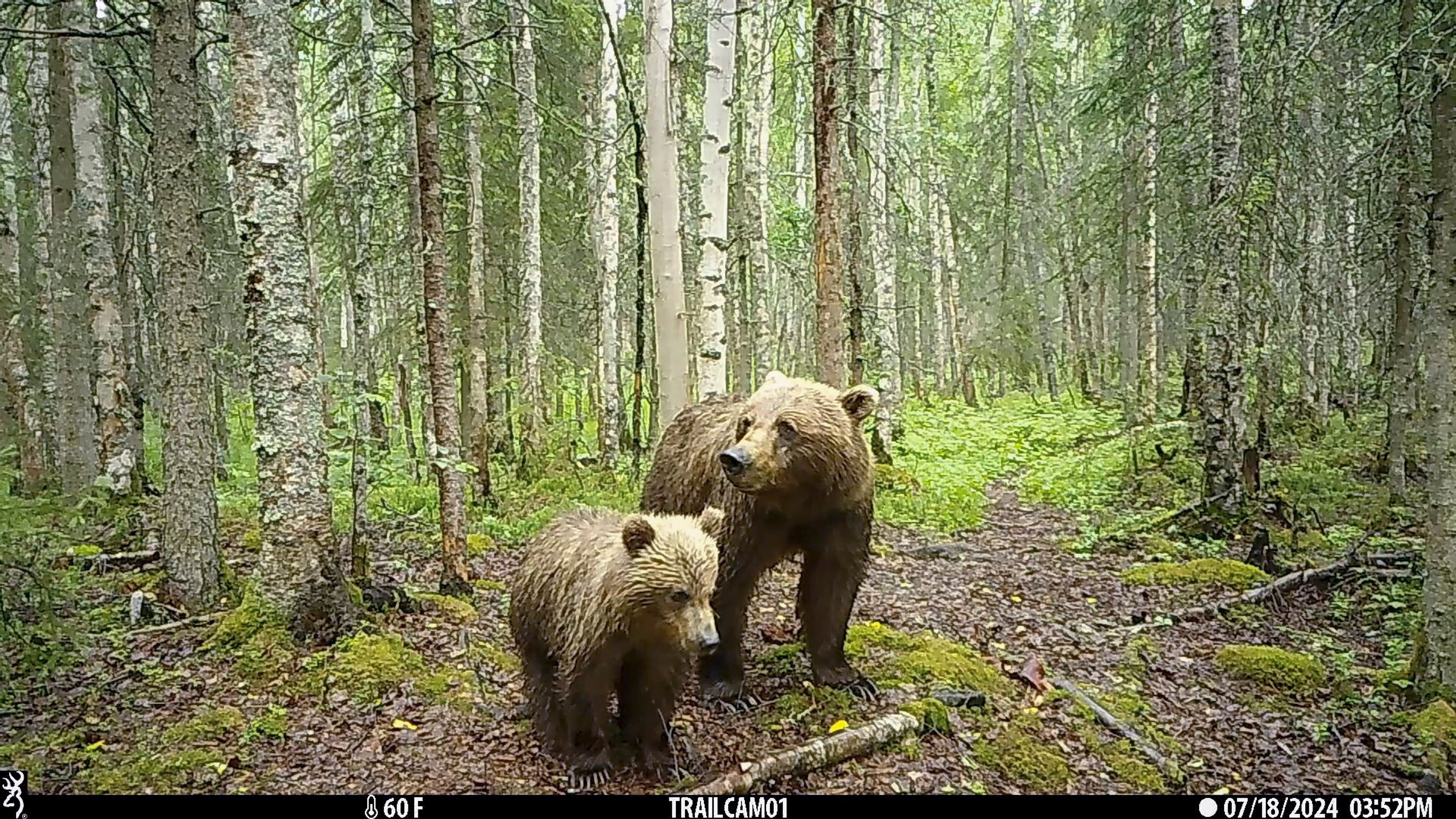 This image made from video provided by Donna Gail Shaw shows a view from a trail camera of a brown bear and cub on July 18, 2024, in Anchorage, Alaska. (Donna Gail Shaw via AP)