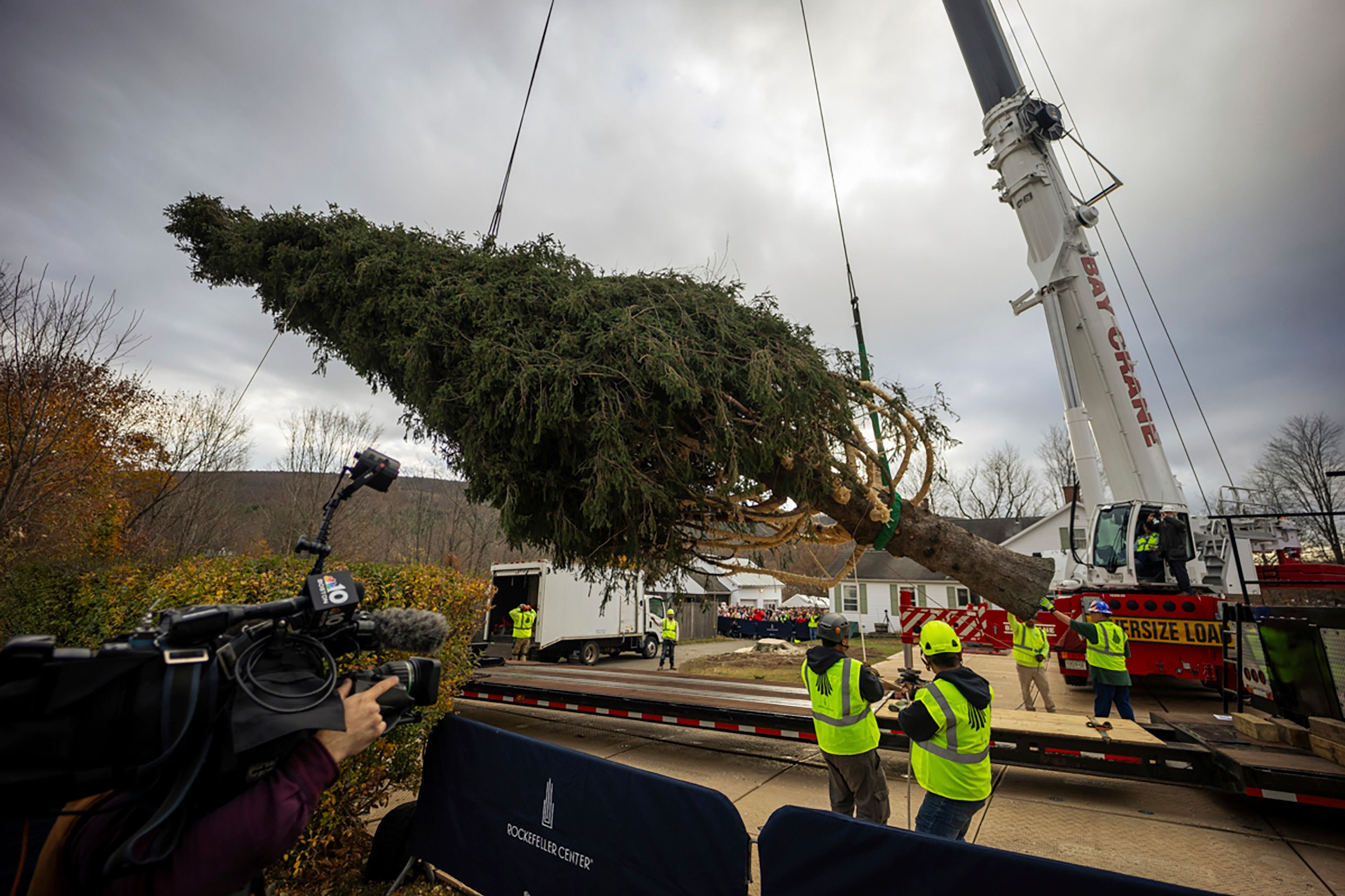 A Norway Spruce that will serve as this year's Rockefeller Center Christmas tree is placed on a flatbed, Thursday, Nov. 7, 2024 in West Stockbridge, Mass. (AP Photo/Matthew Cavanaugh)