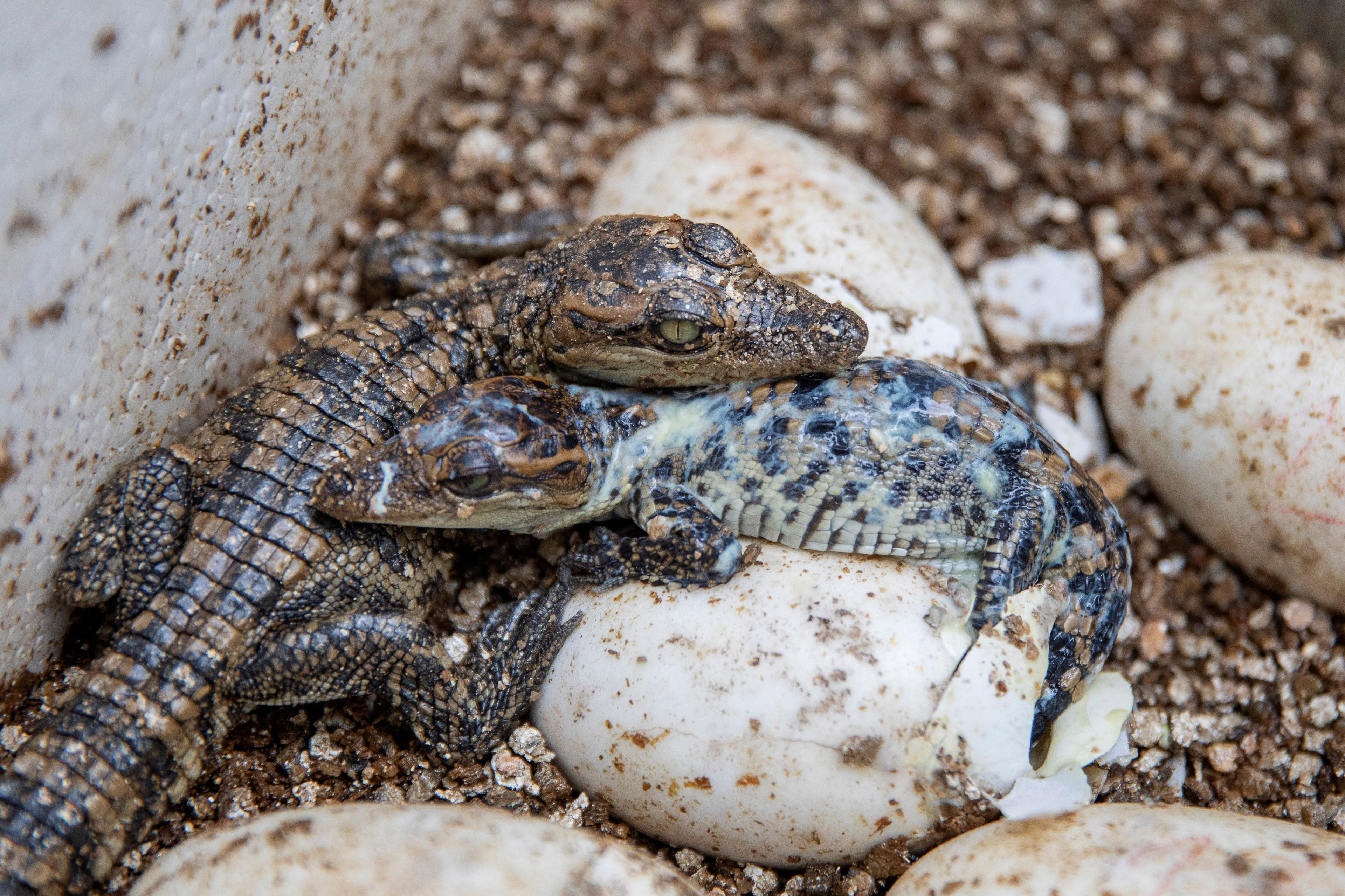 A pair of pure-bred Siamese crocodile hatchlings rest after breaking free from their shells in a conservation breeding center in Phnom Tamao, Cambodia's Takeo Province, on July 12, 2024. (AP Photo/Anton L. Delgado)