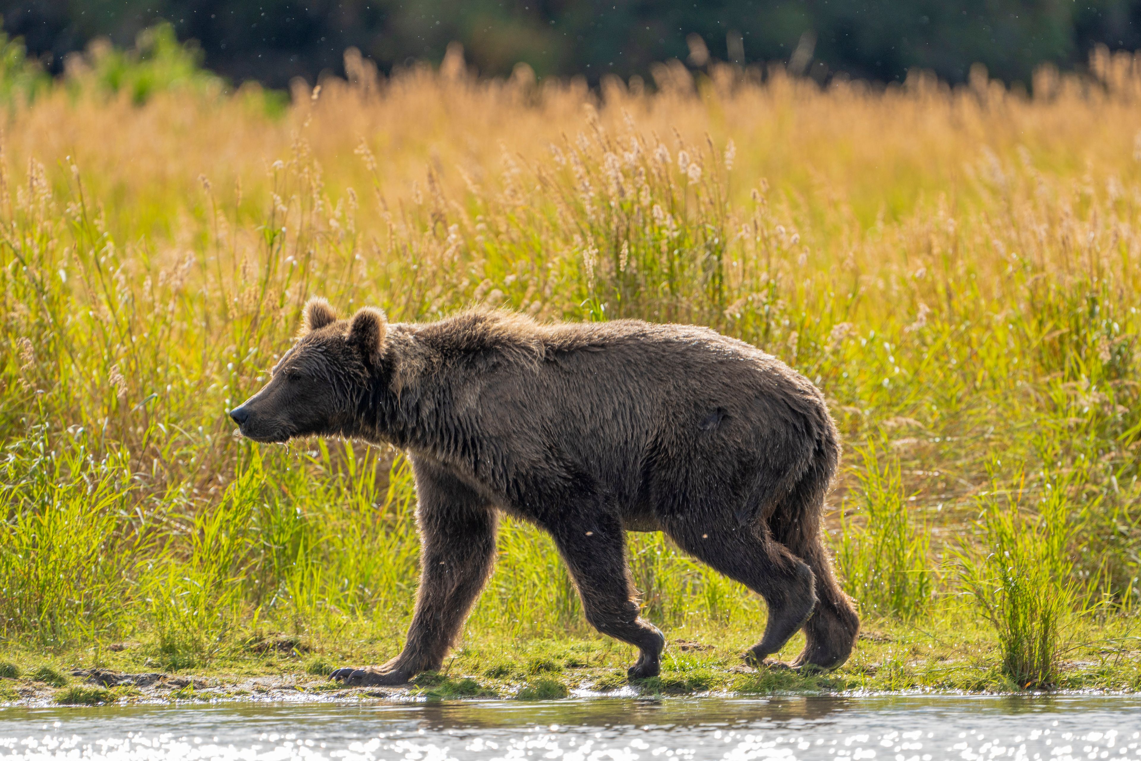 This image provided by the National Park Service shows bear 519 at Katmai National Park in Alaska on Sept. 12, 2024. (F. Jimenez/National Park Service via AP)