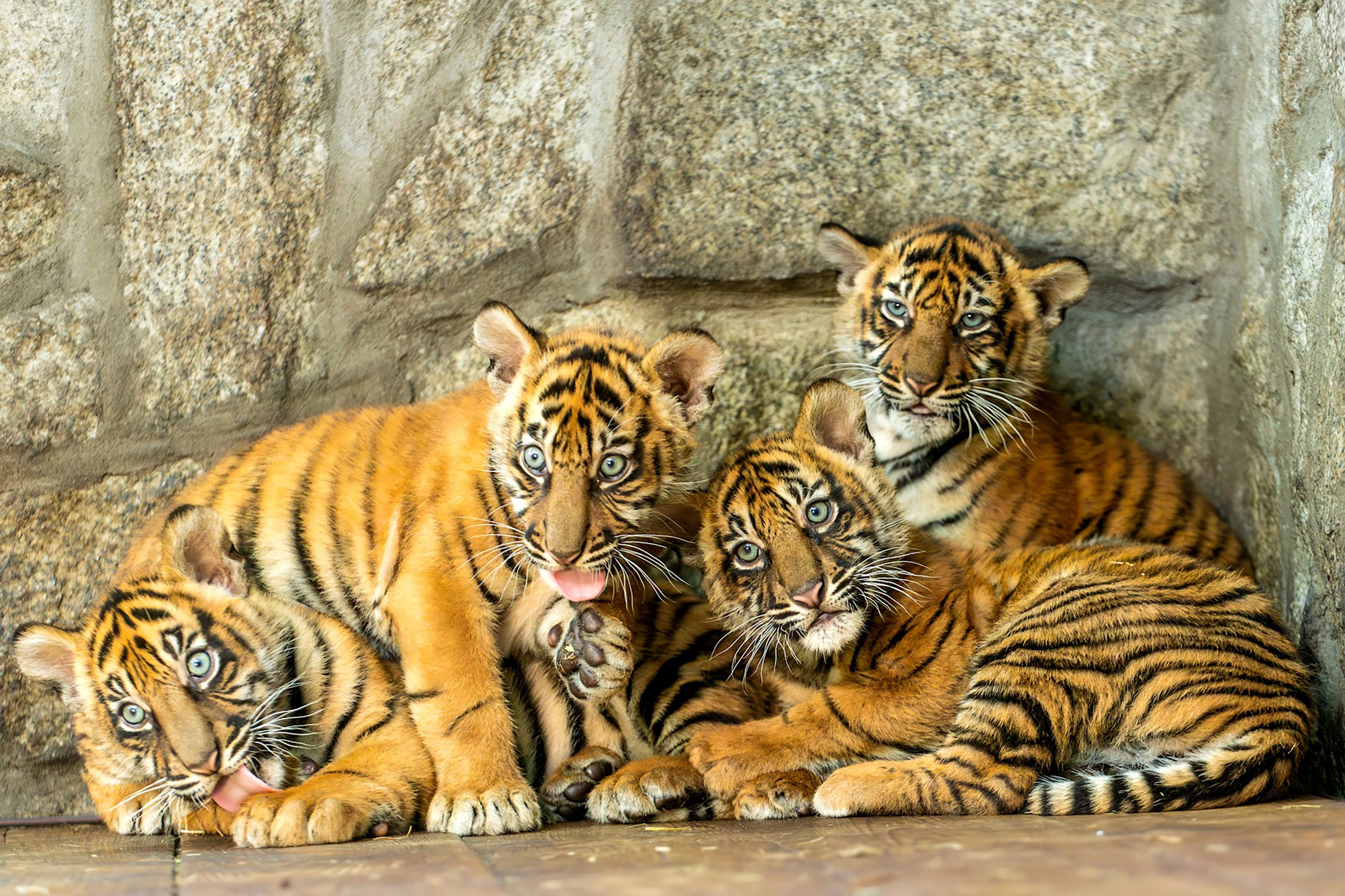 In this photo released by ZOO Wroclaw, Four Sumatran tiger cubs are seen at the Wroclaw zoo, which is celebrating the birth of the critically endangered predators, in Wrocław, Poland, Thursday Oct. 17, 2024. (ZOO Wrocław via AP)