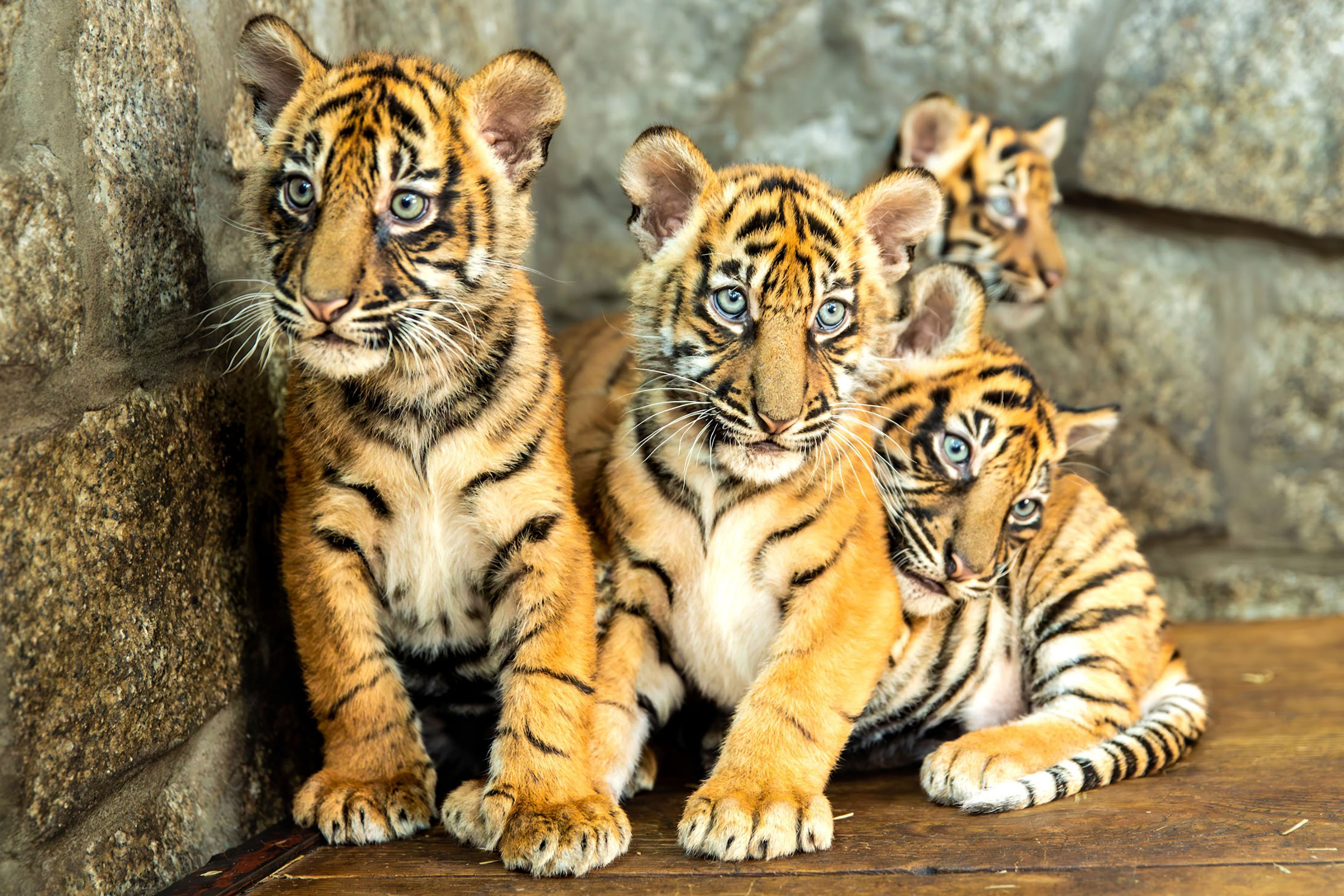 In this photo released by ZOO Wroclaw, Four Sumatran tiger cubs are seen at the Wroclaw zoo, which is celebrating the birth of the critically endangered predators, in Wrocław, Poland, Thursday Oct. 17, 2024. (ZOO Wrocław via AP)