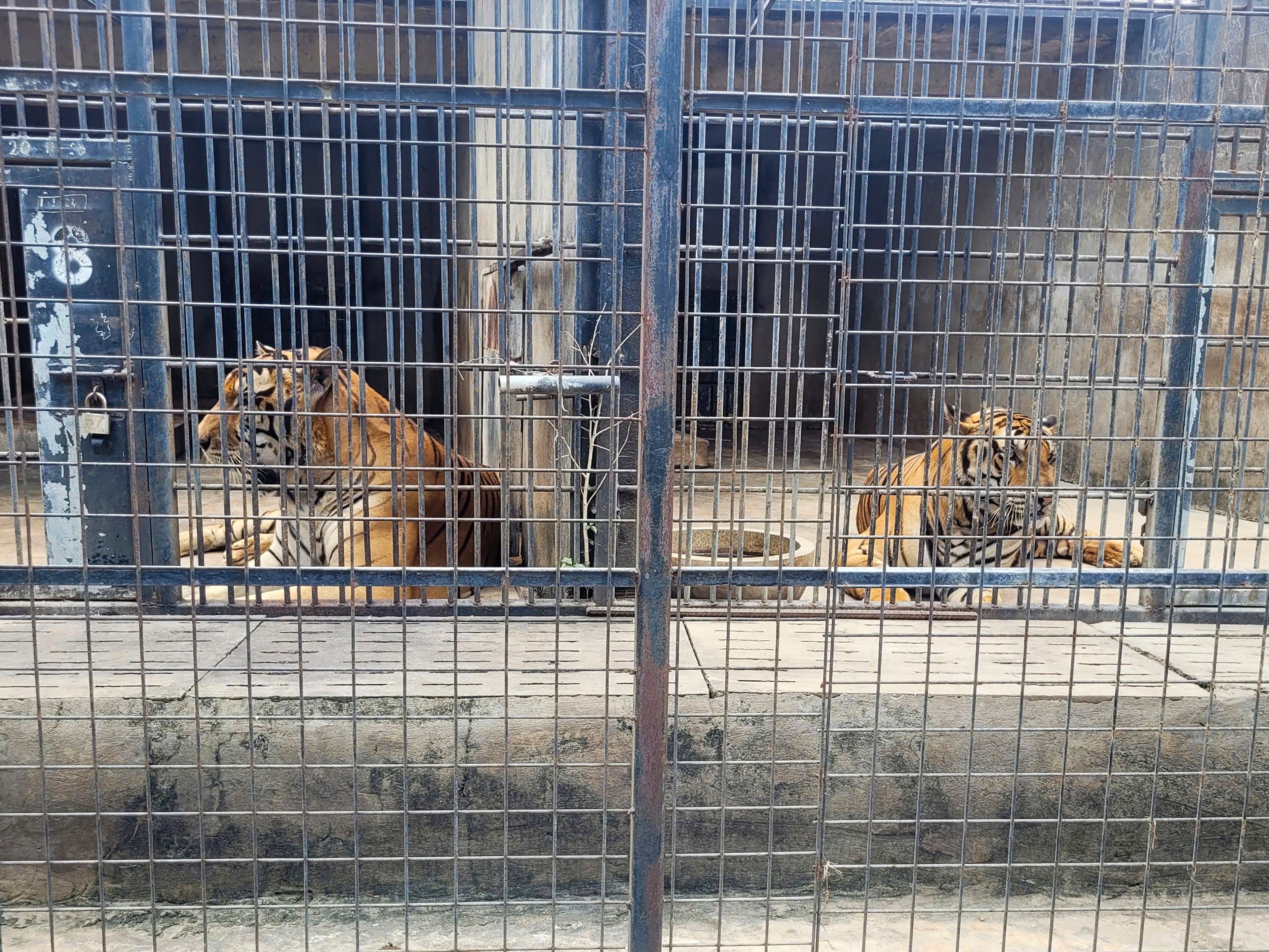 Tigers are kept in cages at Dong Xoai zoo in Bien Hoa city, Vietnam on Thursday, Oct. 3, 2024. (Phuoc Tuan/VNExpress via AP)