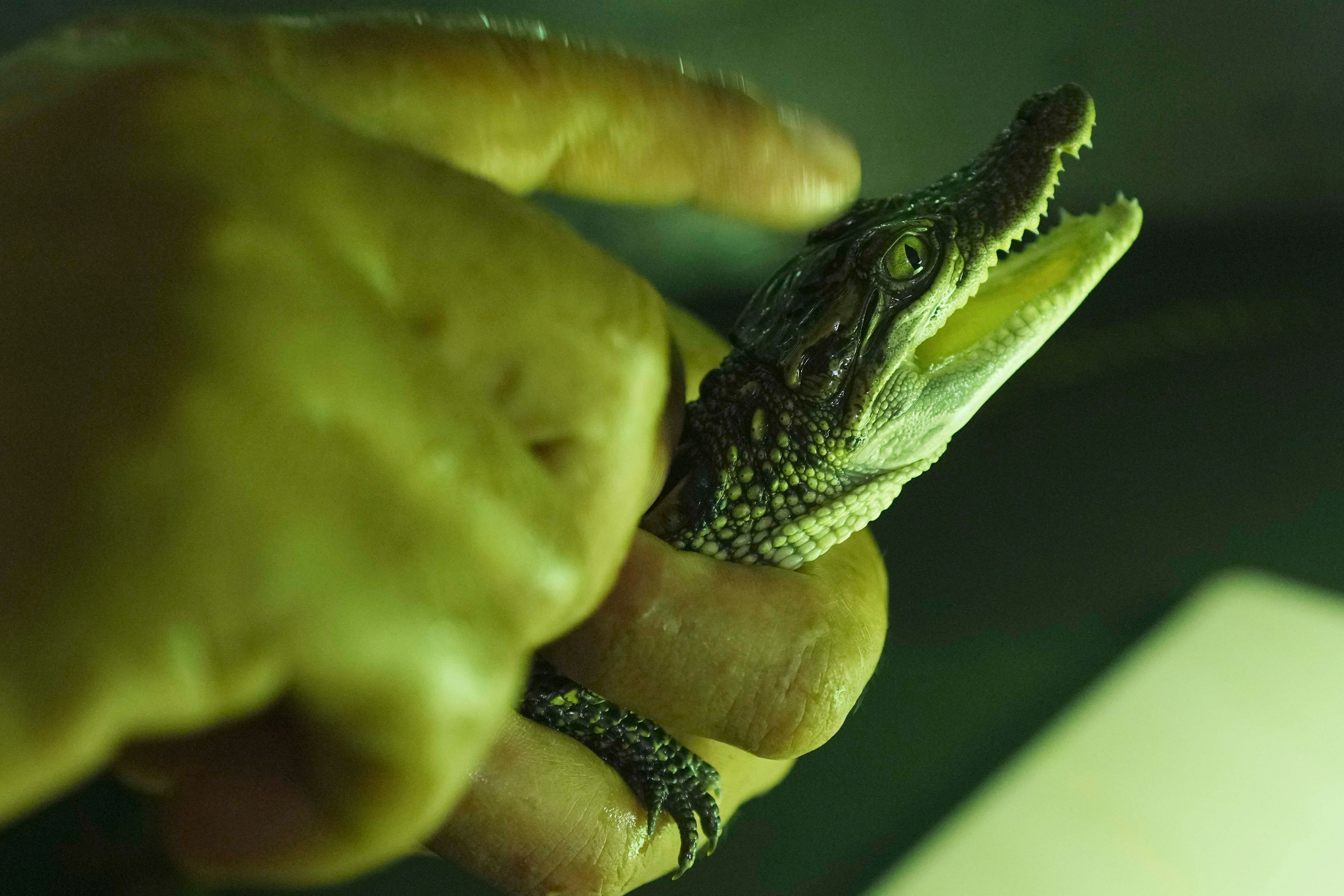 A zoo member holds a crocodile baby at a hatchling nursery at Phnom Tamao Zoo in Takeo province, Cambodia, on Aug. 7, 2024. (AP Photo/Heng Sinith)