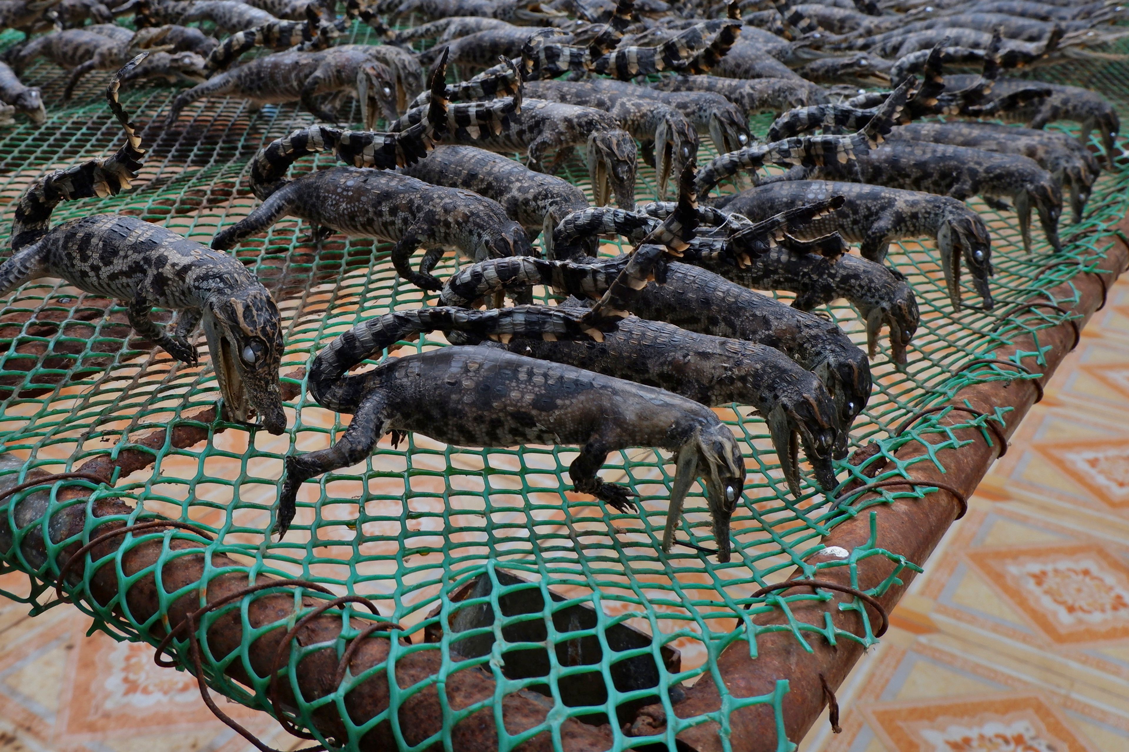 Crocodile babies are dried to be sold at a crocodile farmers shop in Siem Reap province, Cambodia, on Aug. 2, 2024. (AP Photo/Aniruddha Ghosal)