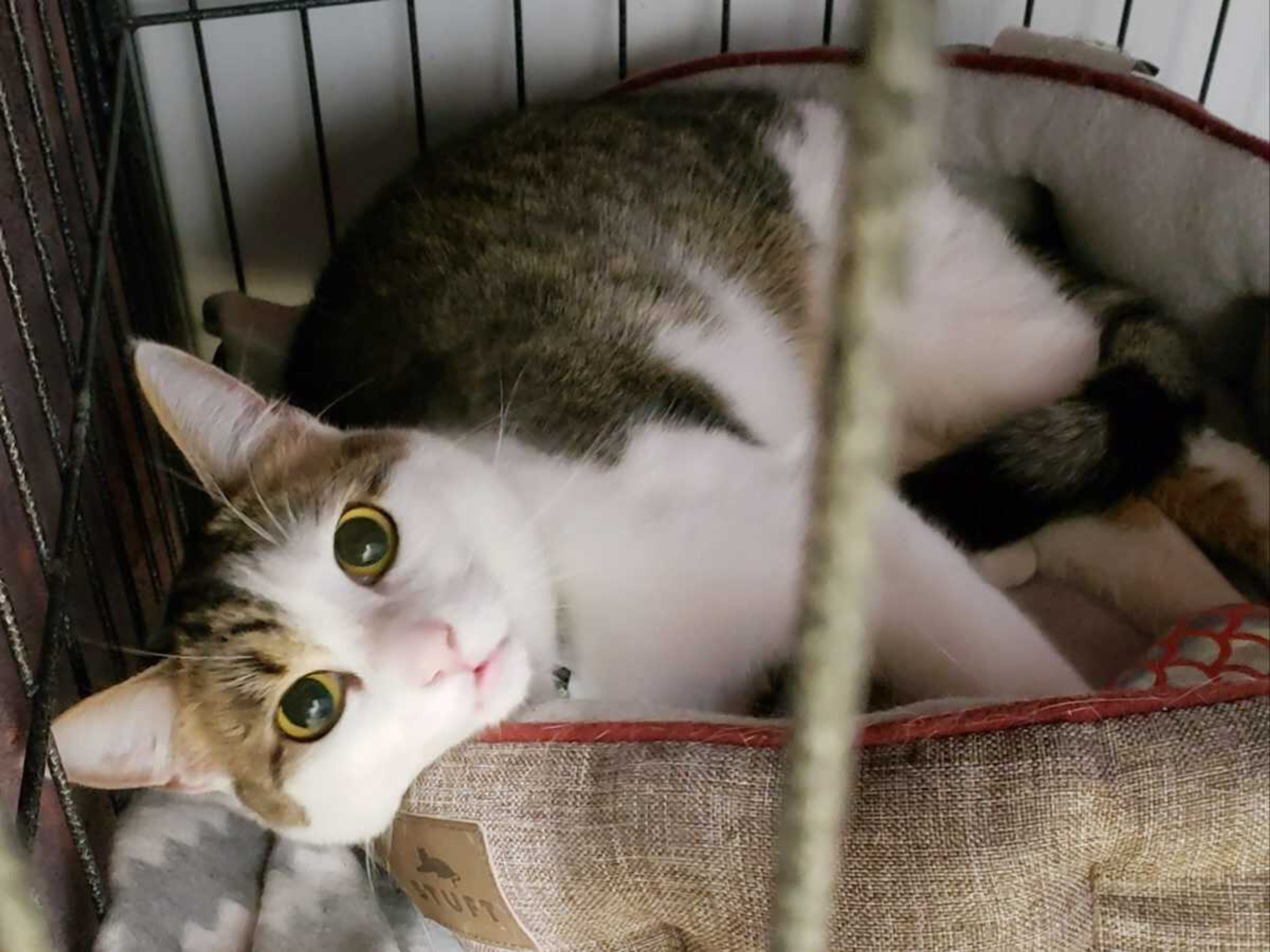 This sweet girl is Molly. She is 2 years old and in need of a loving, forever home If you are ready for a rewarding experience, come see us at Safe Harbor. Call (573) 243-9823.