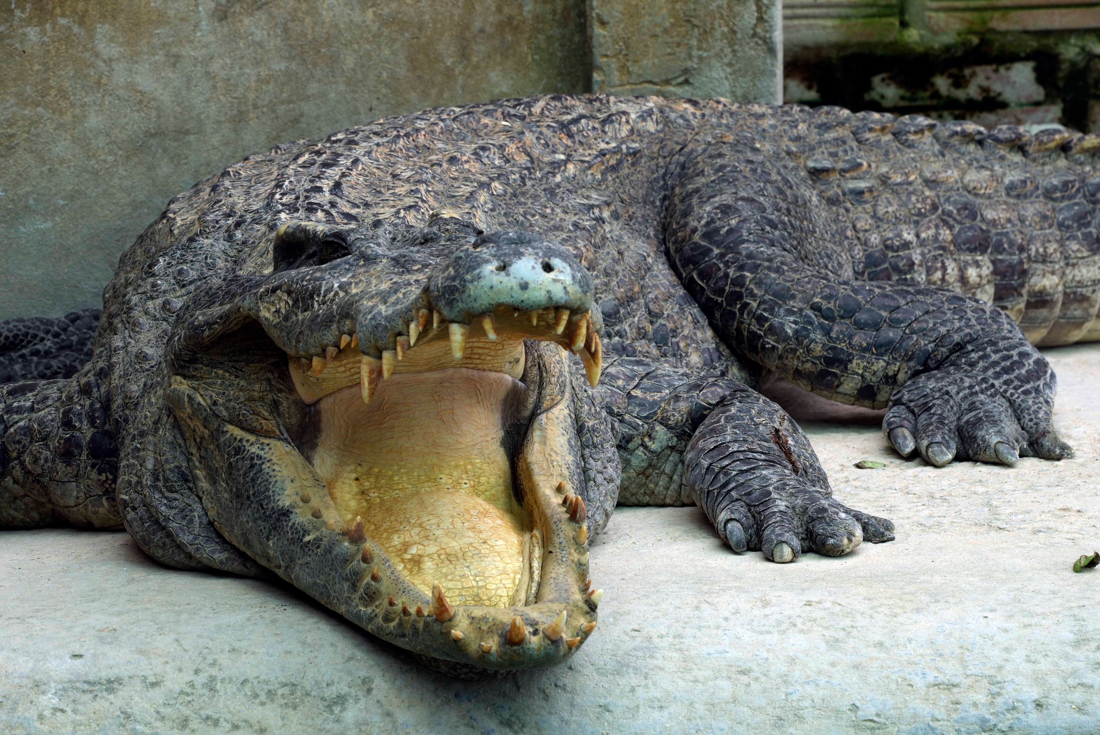 A crocodile is seen at a crocodile farm in Siem Reap province, Cambodia, on Aug. 2, 2024. (AP Photo/Heng Sinith)