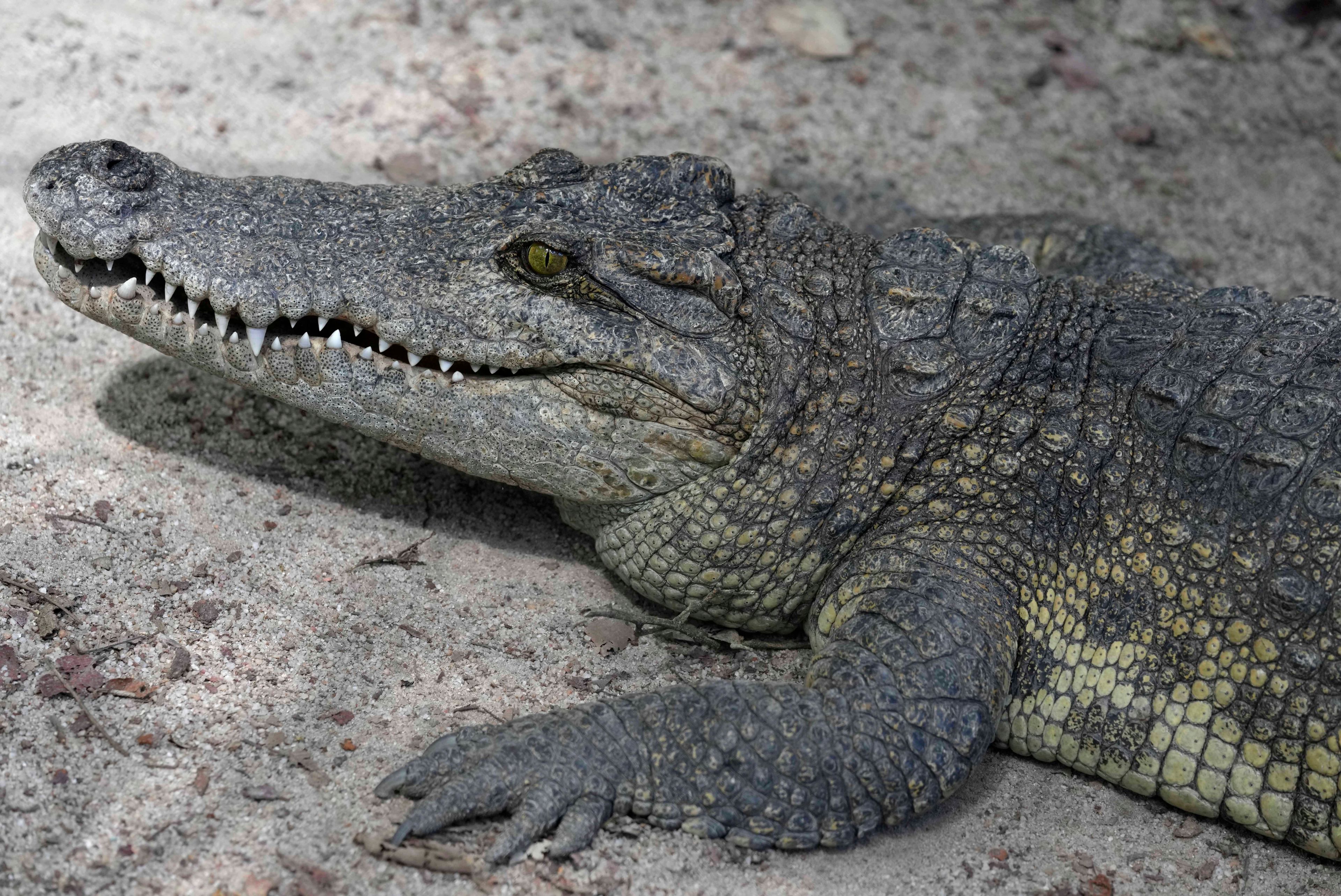 A crocodile sits in the hatchling nursery complex at Phnom Tamao Zoo in Takeo province, Cambodia, on Aug. 7, 2024. (AP Photo/Heng Sinith)