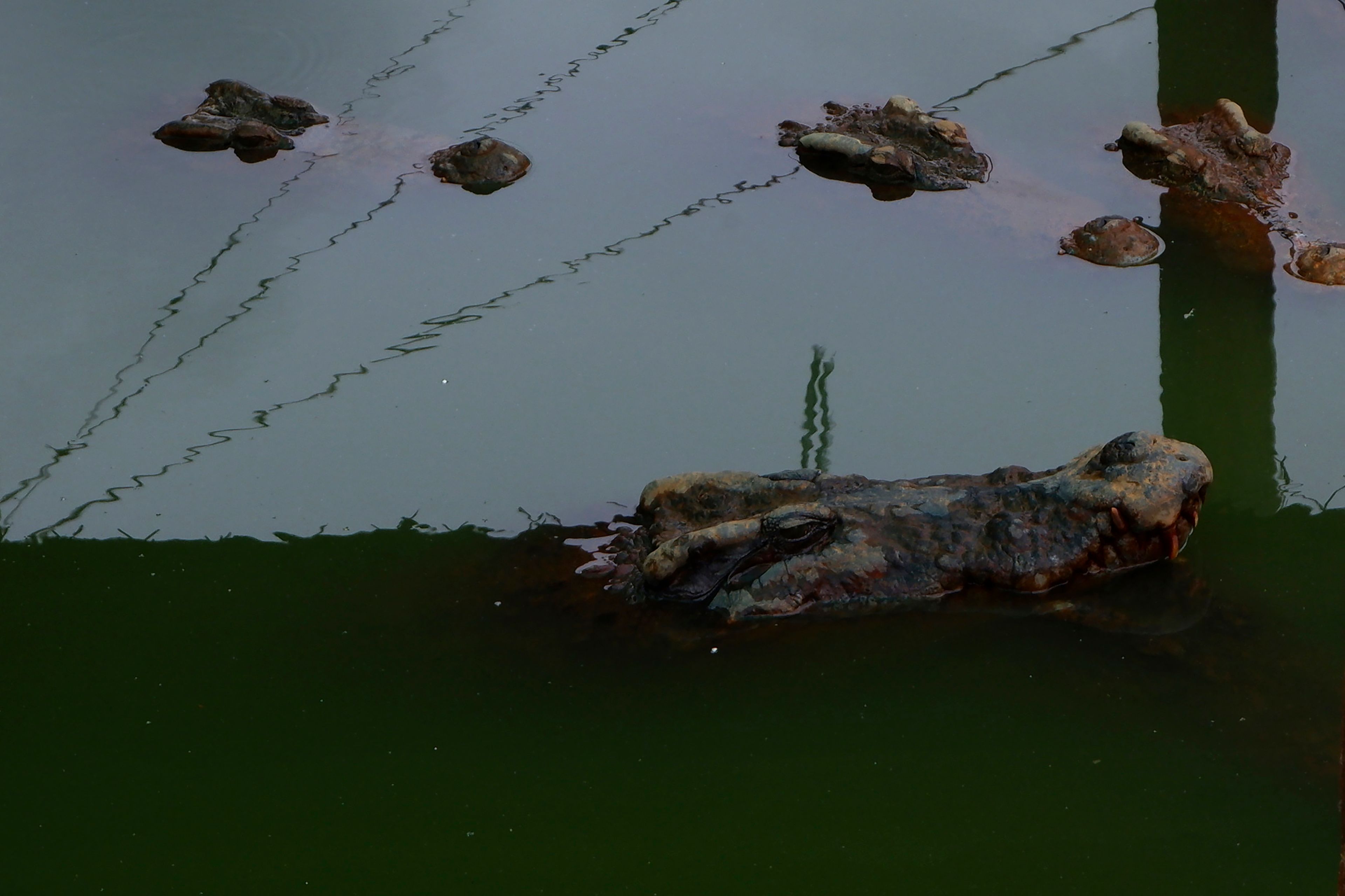 A crocodile is seen at a farm in Siem Reap Province, Cambodia, on Aug. 2, 2024. (AP Photo/Aniruddha Ghosal)