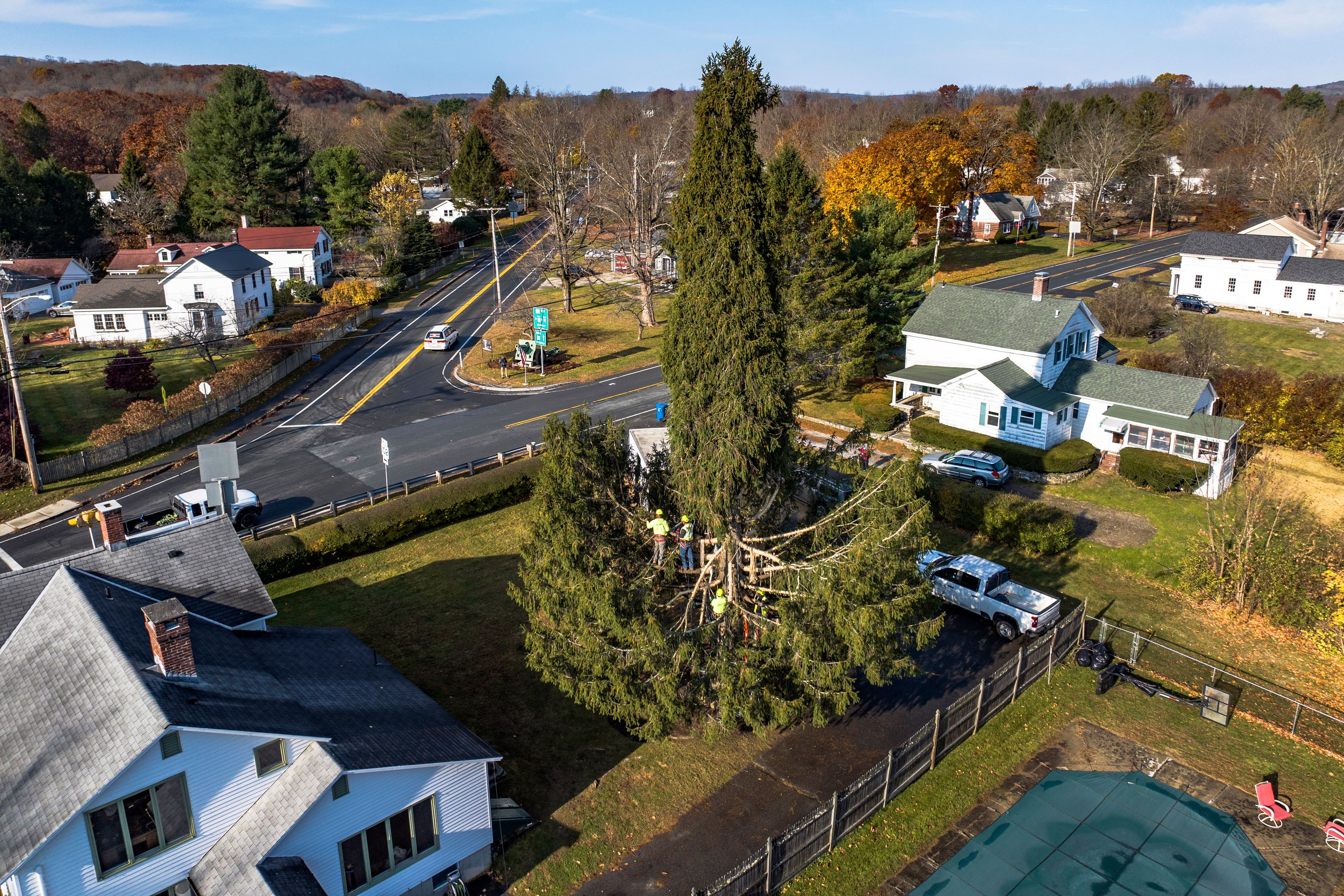 In this image take with a drone, workers prepare a Norway spruce, this year’s Rockefeller Center Christmas tree, for harvest, Wednesday, Oct. 30, 2024, in West Stockbridge, Mass. (AP Photo/Rodrique Ngowi)