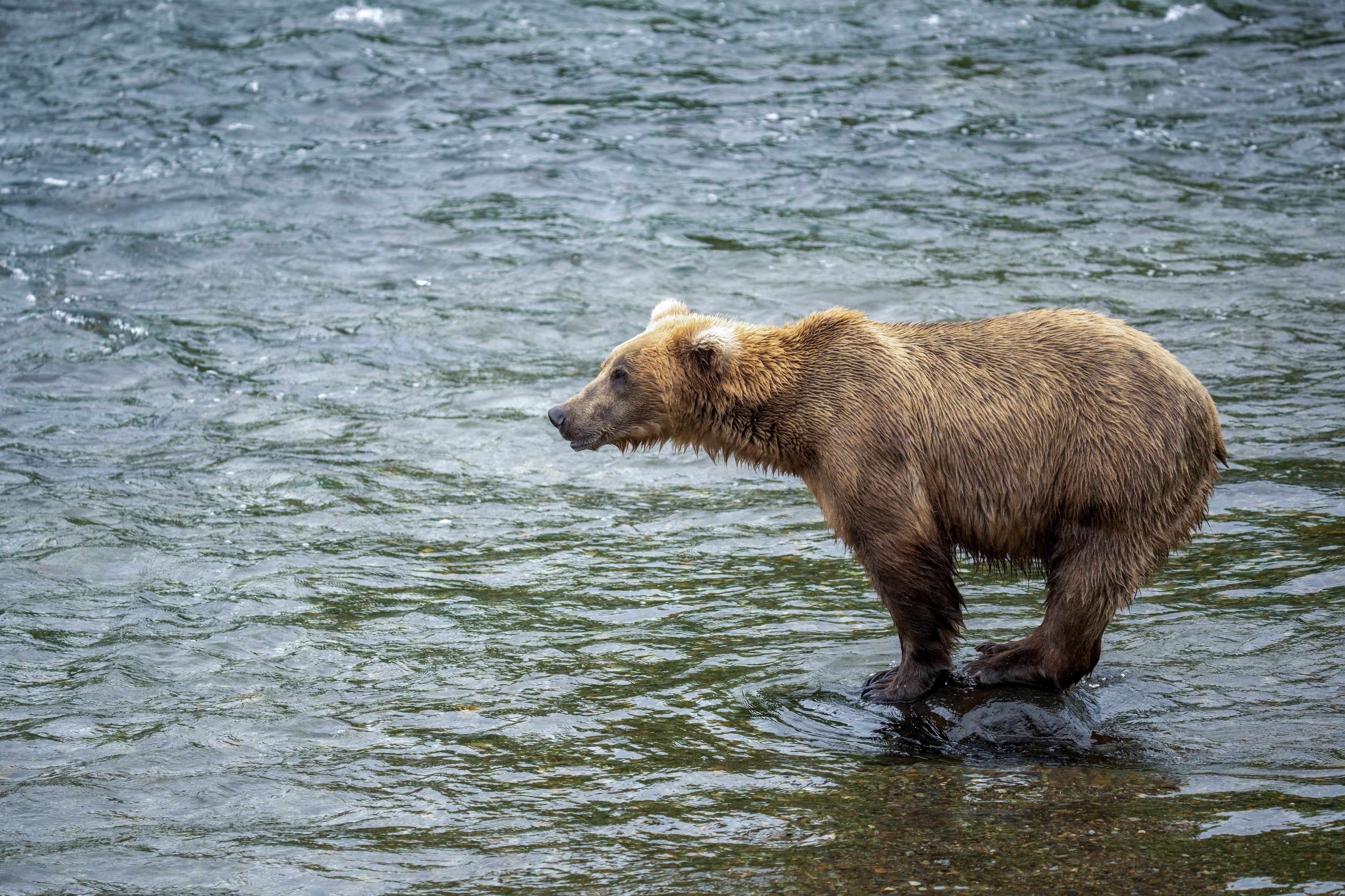 This image provided by the National Park Service shows bear 909 at Katmai National Park in Alaska on July 6, 2024. (K. Moore/National Park Service via AP)