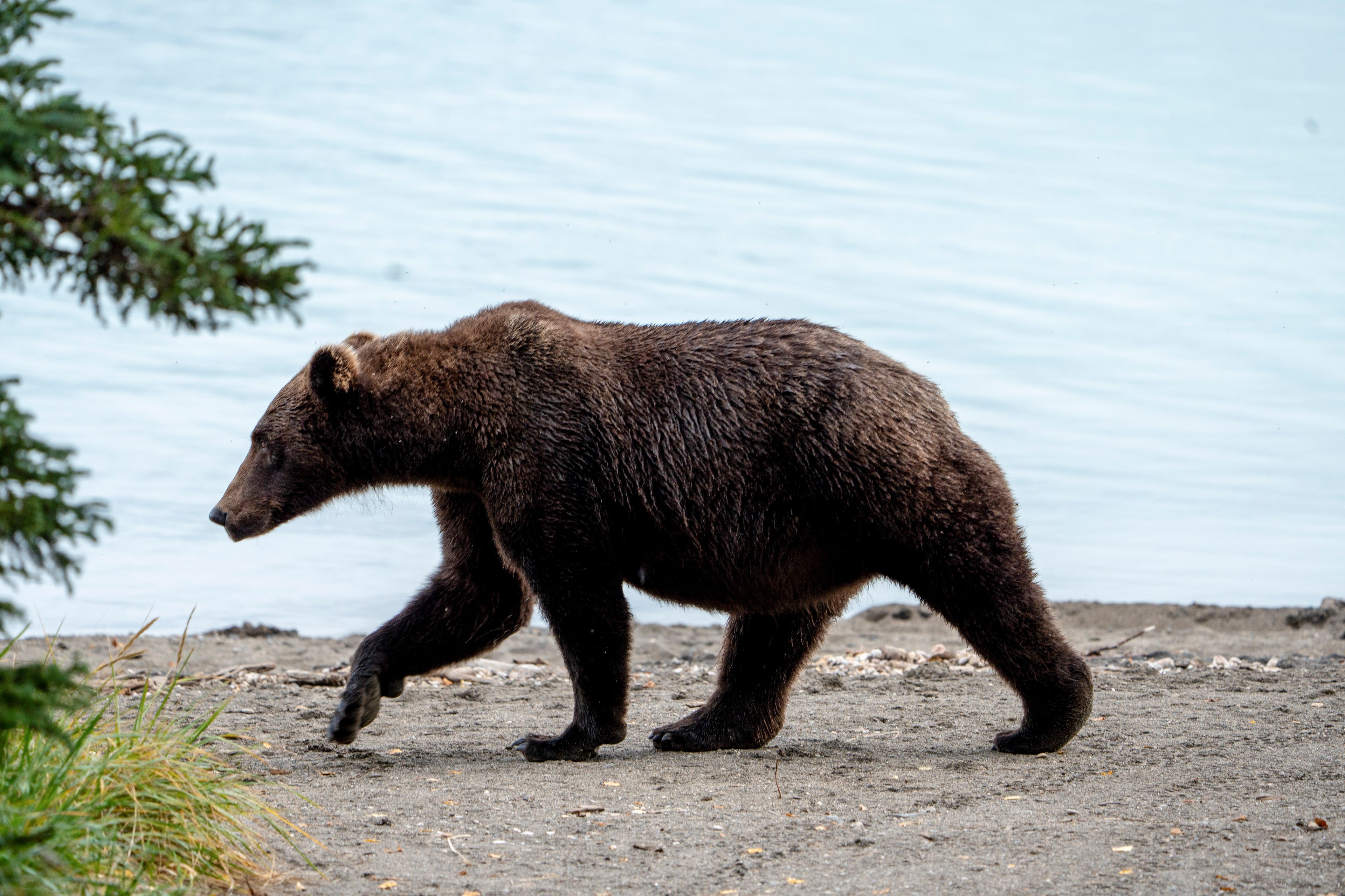 This image provided by the National Park Service shows bear 504 at Katmai National Park in Alaska on Sept. 16, 2024. (F. Jimenez/National Park Service via AP)