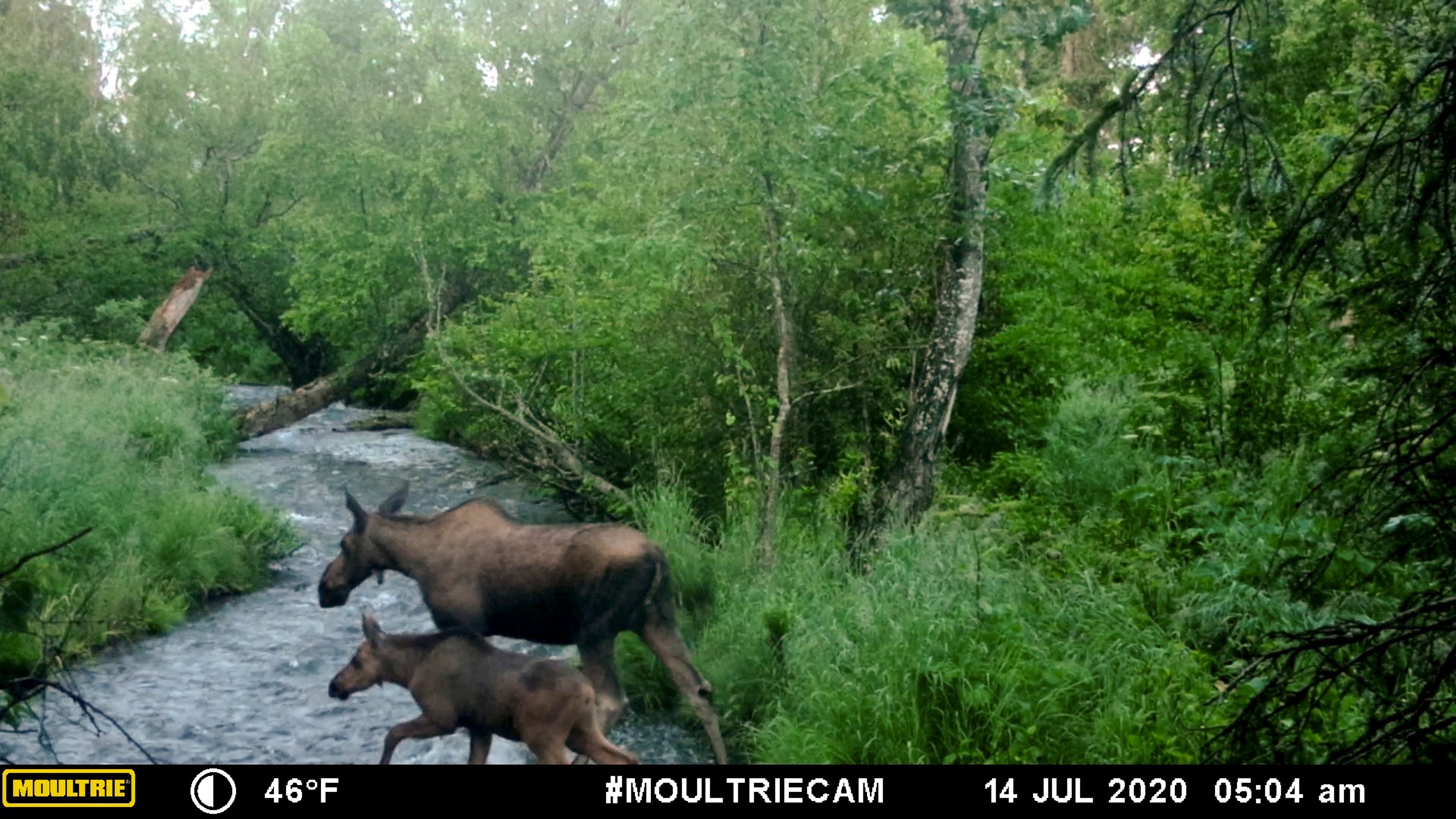 This image made from video provided by Donna Gail Shaw shows a view from a trail camera of a moose and calf on July 14, 2020, in Anchorage, Alaska. (Donna Gail Shaw via AP)