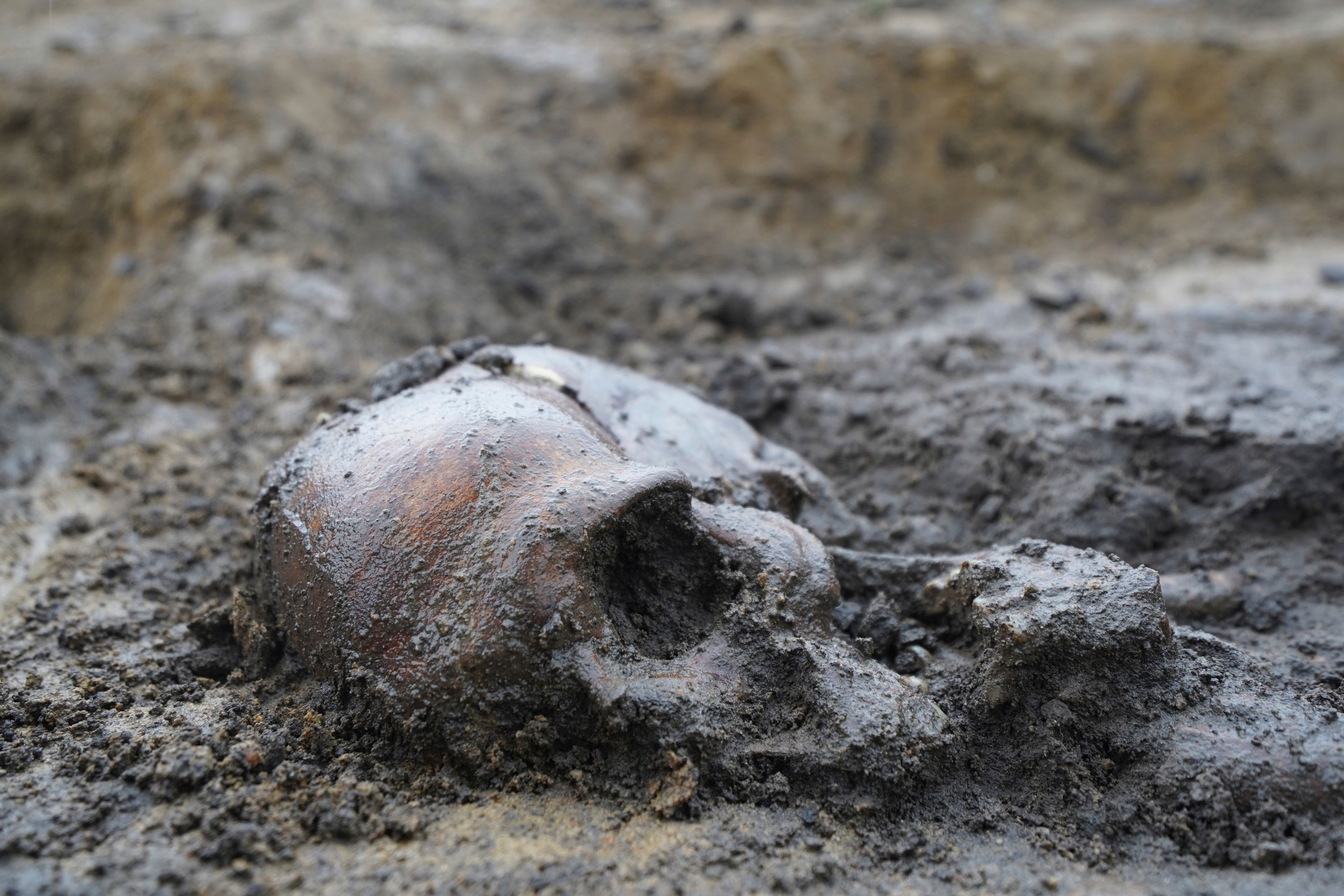 Skeletons and skulls sit in graves at an excavation site of a 10th century Viking burial ground in Aasum, Denmark, Monday, Oct. 7, 2024. (AP Photo/James Brooks)