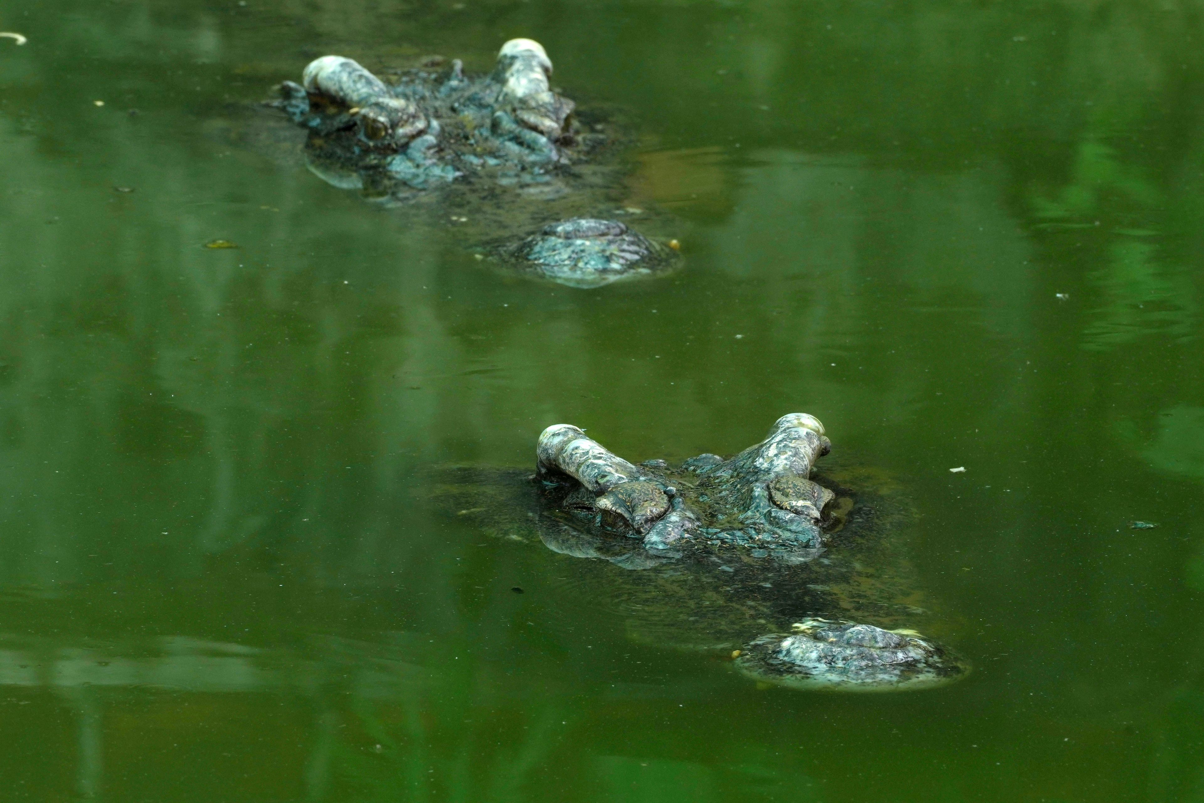 Farm crocodiles swim in a pool at a crocodile farm in Siem Reap province, Cambodia, on Aug. 2, 2024. (AP Photo/Heng Sinith)