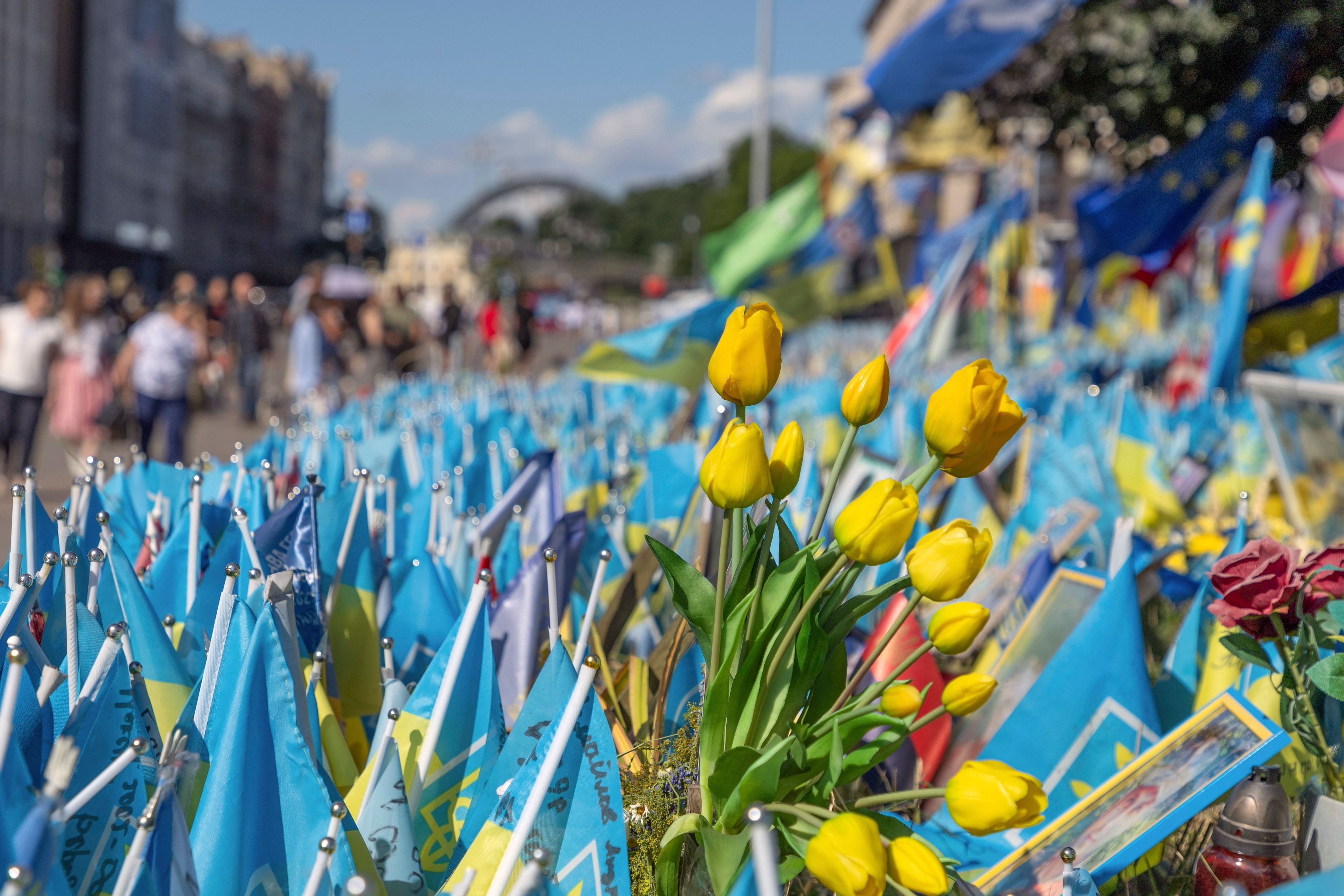 Tulips are placed among Ukrainian flags in memory of fallen fighters, in Kyiv, Ukraine, Tuesday, June 25, 2024. Despite hardships brought by war flowers fill Kyiv and other Ukrainian cities. They burst out of planters that line the capital's backroads and grand boulevards and are fixed to lampposts. (AP Photo/Anton Shtuka)