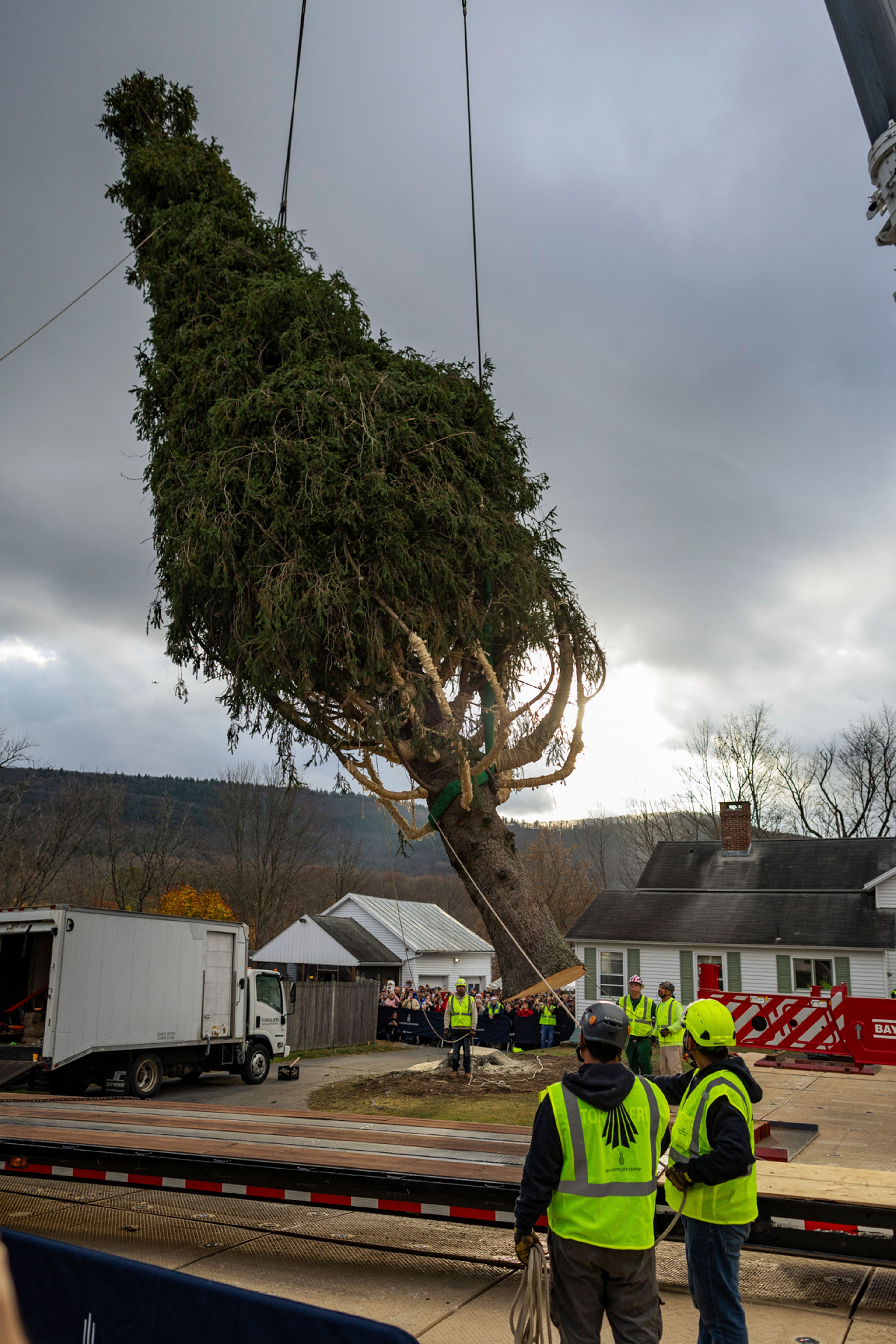 A Norway Spruce that will serve as this year's Rockefeller Center Christmas tree is cut down, Thursday, Nov. 7, 2024 in West Stockbridge, Mass. (AP Photo/Matthew Cavanaugh)