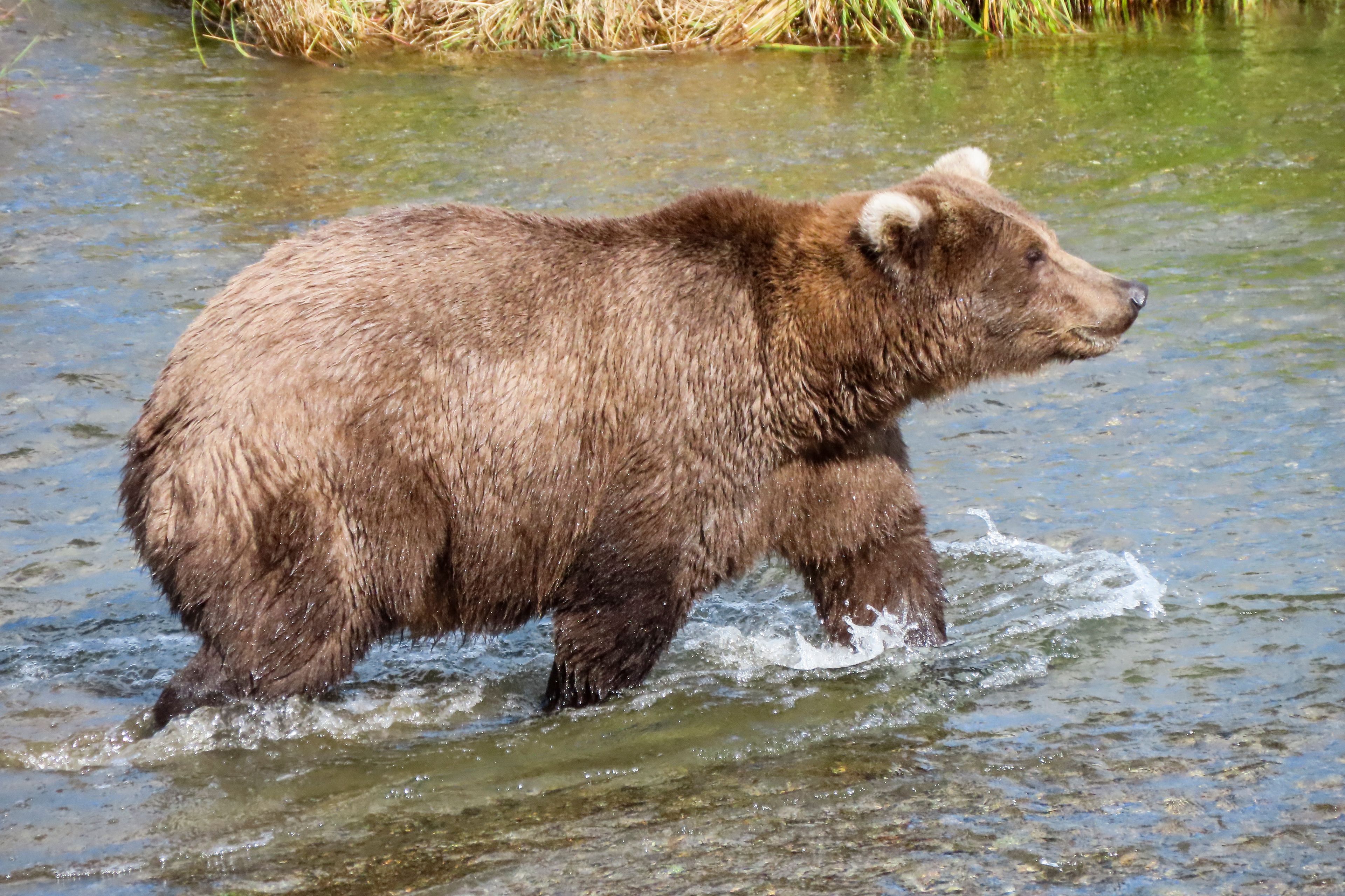 This image provided by the National Park Service shows bear 909 at Katmai National Park in Alaska on Sept. 19, 2024. (T. Carmack/National Park Service via AP)