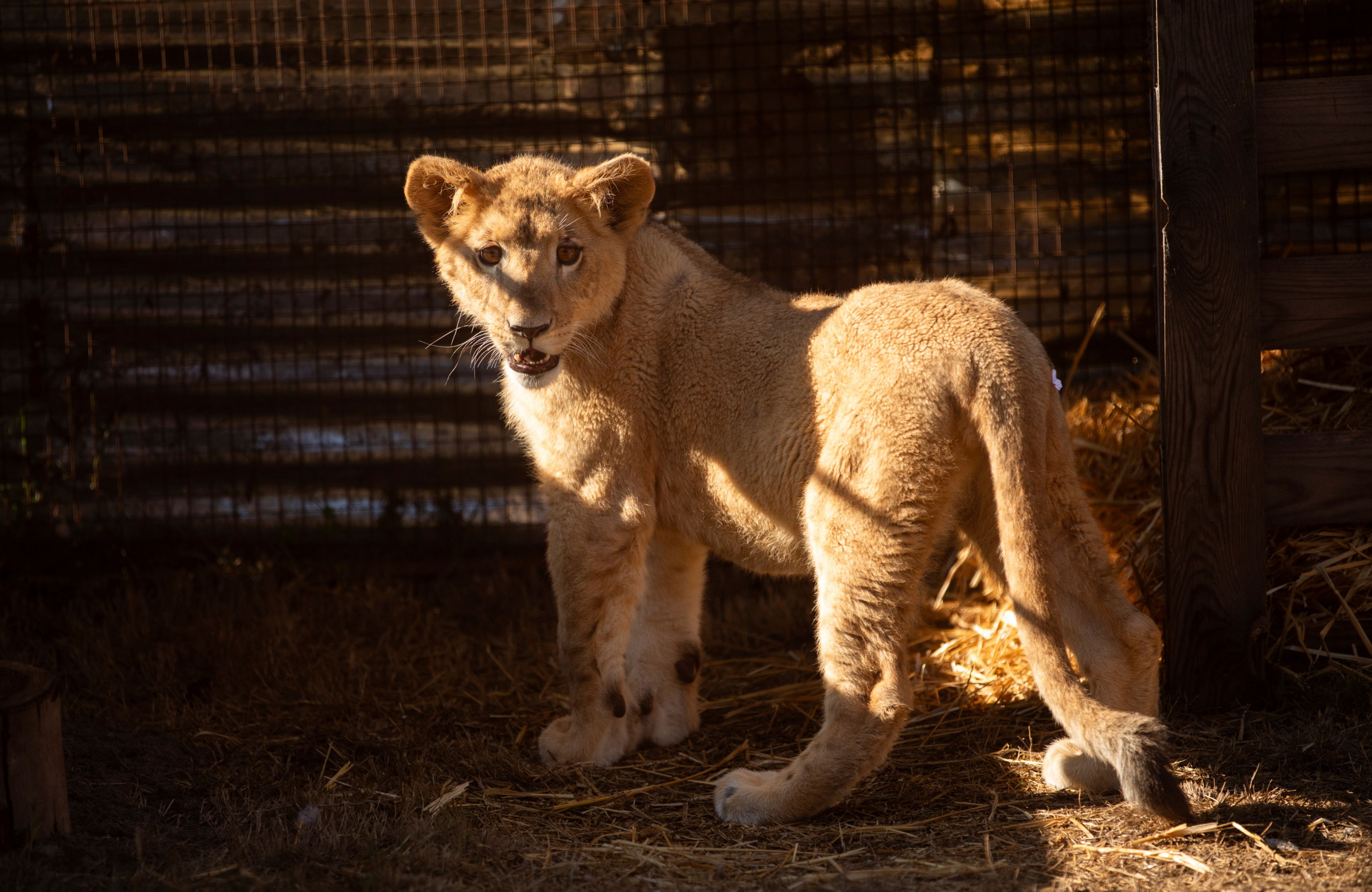 In this photo supplied by Humane Society International (HSI), Freya, a lion cub rescued from the wildfire trade in Lebanon, takes her first steps out of her container at the Drakenstein Lion Park sanctuary in Paarl, South Africa, Thursday, June 27, 2024. (Sam Reinders for Humane Society International via AP)