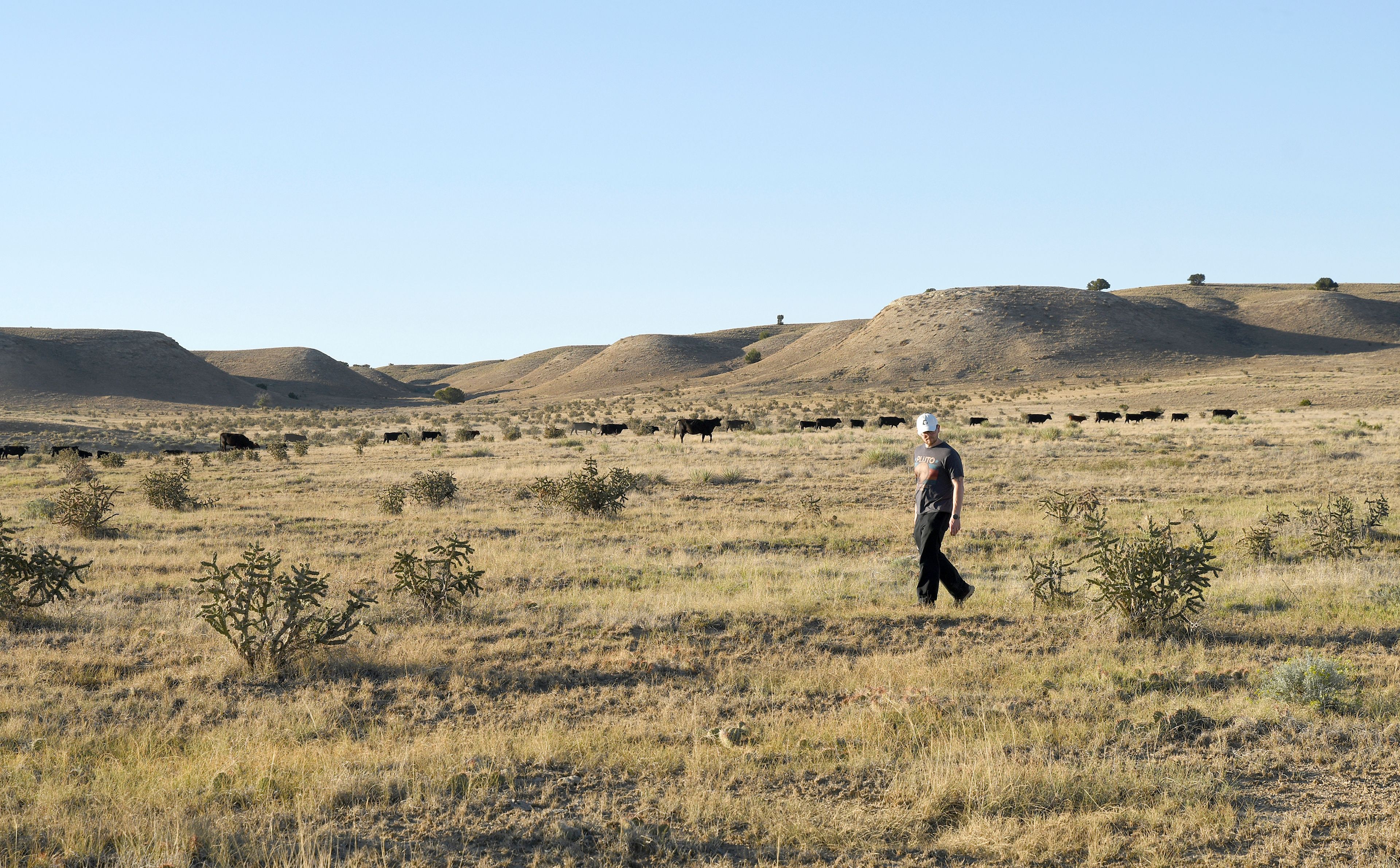 A tourist looks for tarantulas on the plains near La Junta, Colo., on Saturday, Sept. 28, 2024. (AP Photo/Thomas Peipert)