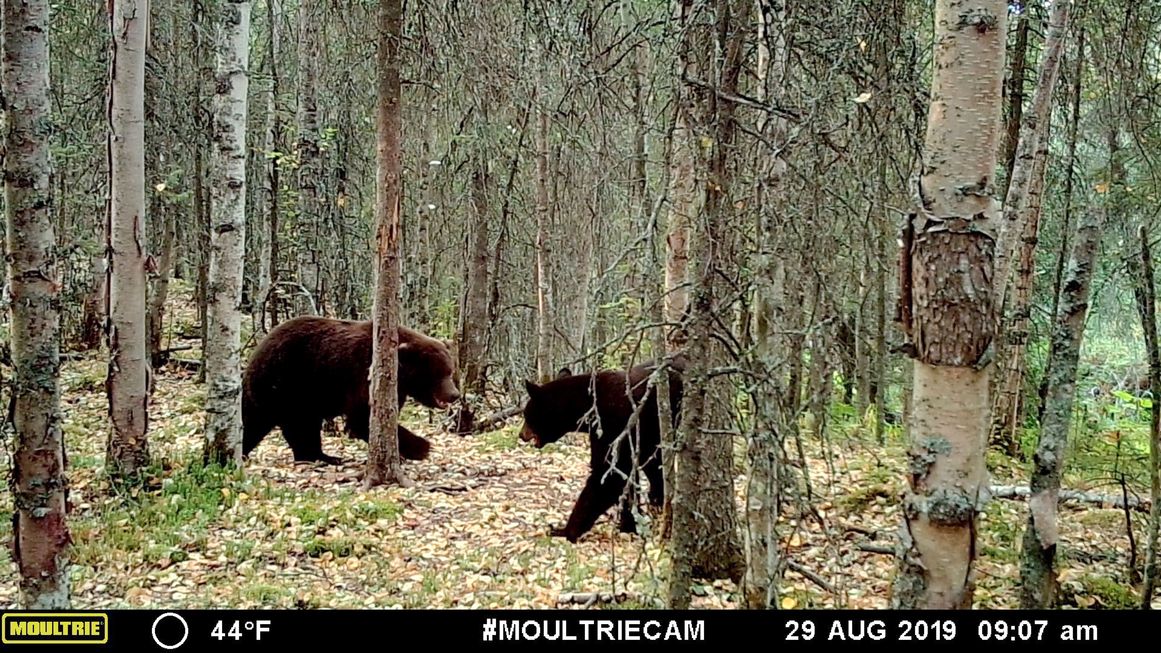 This image made from video provided by Donna Gail Shaw shows a view from a trail camera of a brown bear and a black bear on Aug. 29, 2019, in Anchorage, Alaska. (Donna Gail Shaw via AP)