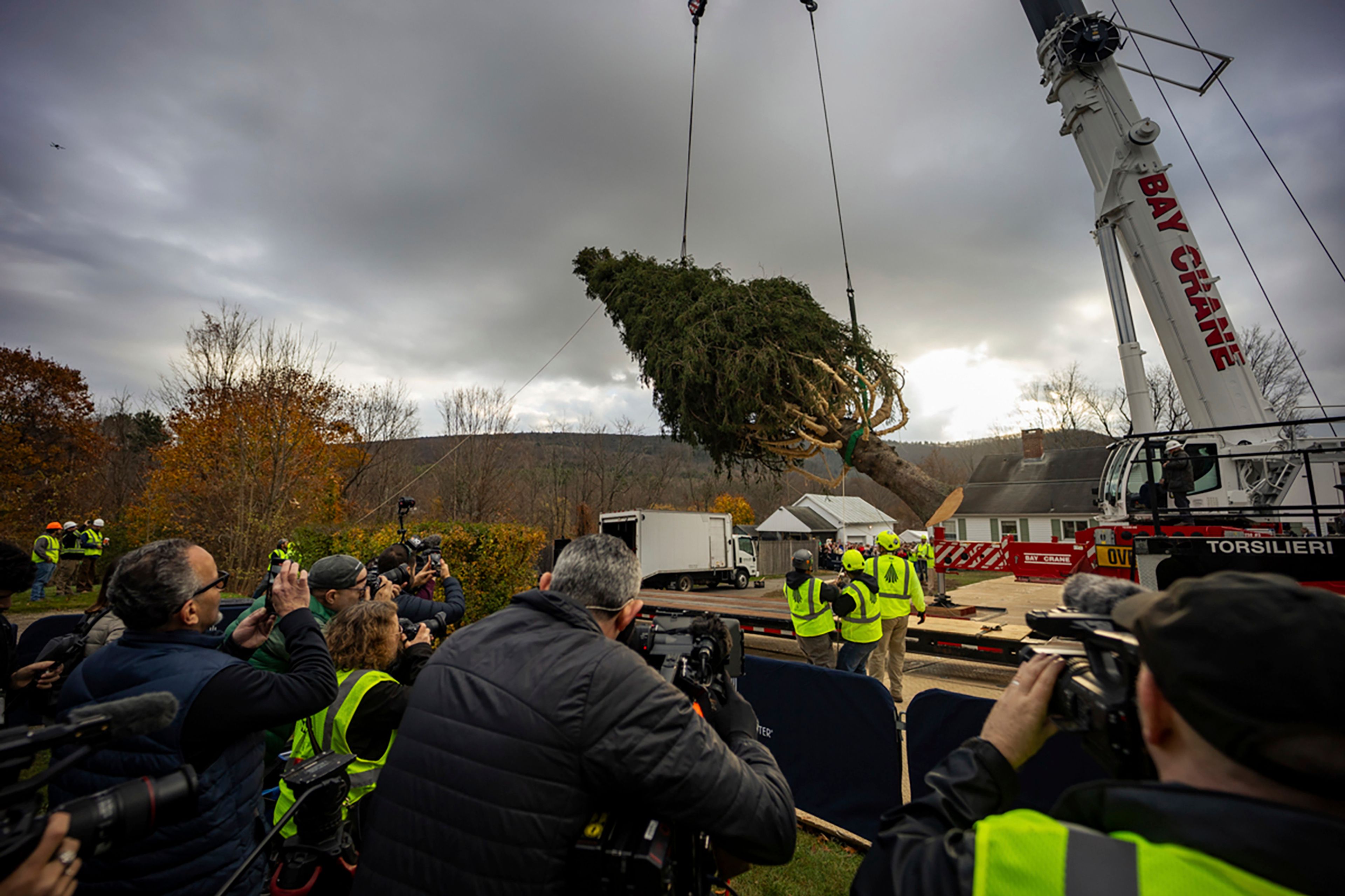 A Norway Spruce that will serve as this year's Rockefeller Center Christmas tree is cut down, Thursday, Nov. 7, 2024 in West Stockbridge, Mass. (AP Photo/Matthew Cavanaugh)