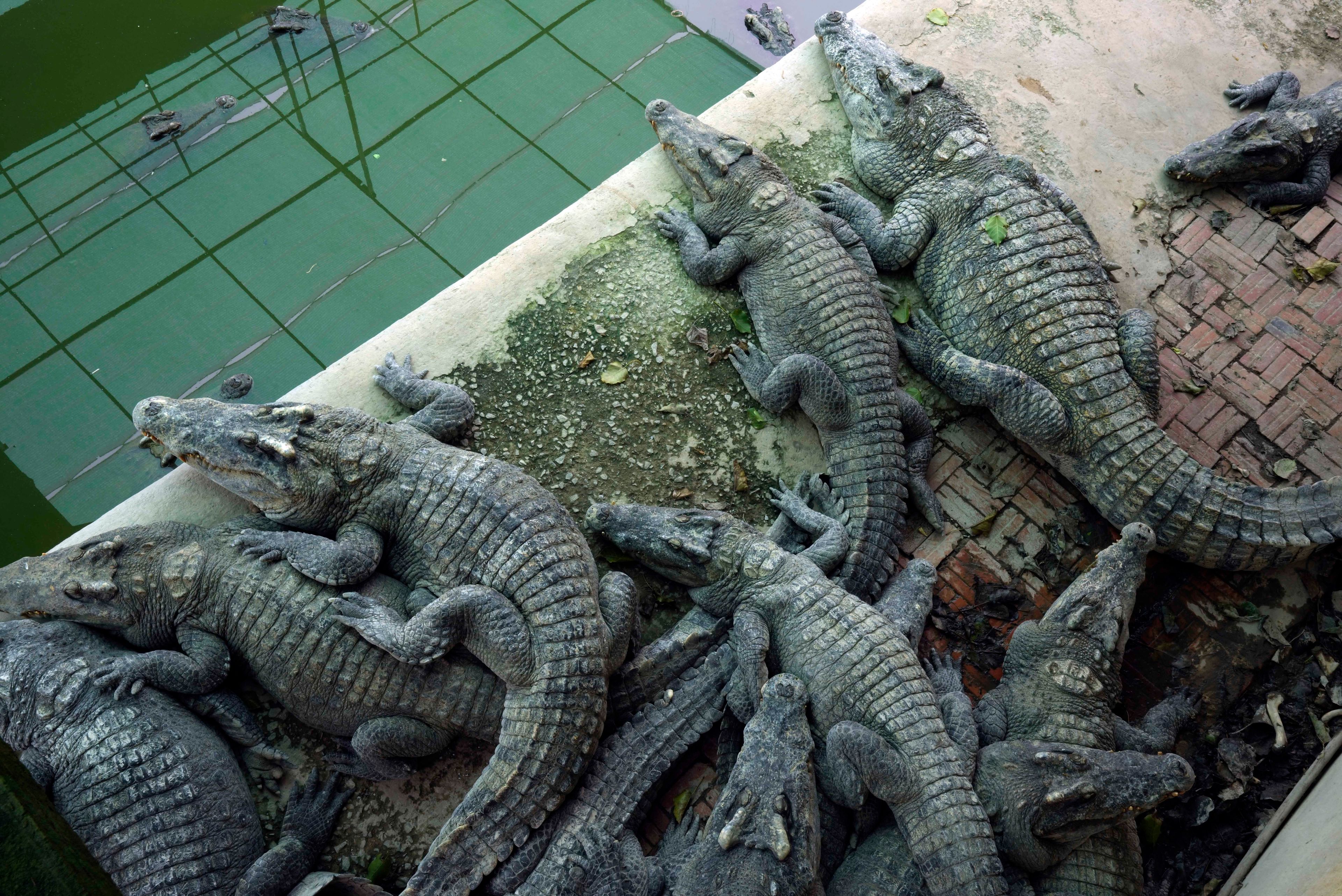 Farm crocodiles rest by a pool at a crocodile farm in Siem Reap province, Cambodia, on Aug. 2, 2024. (AP Photo/Heng Sinith)