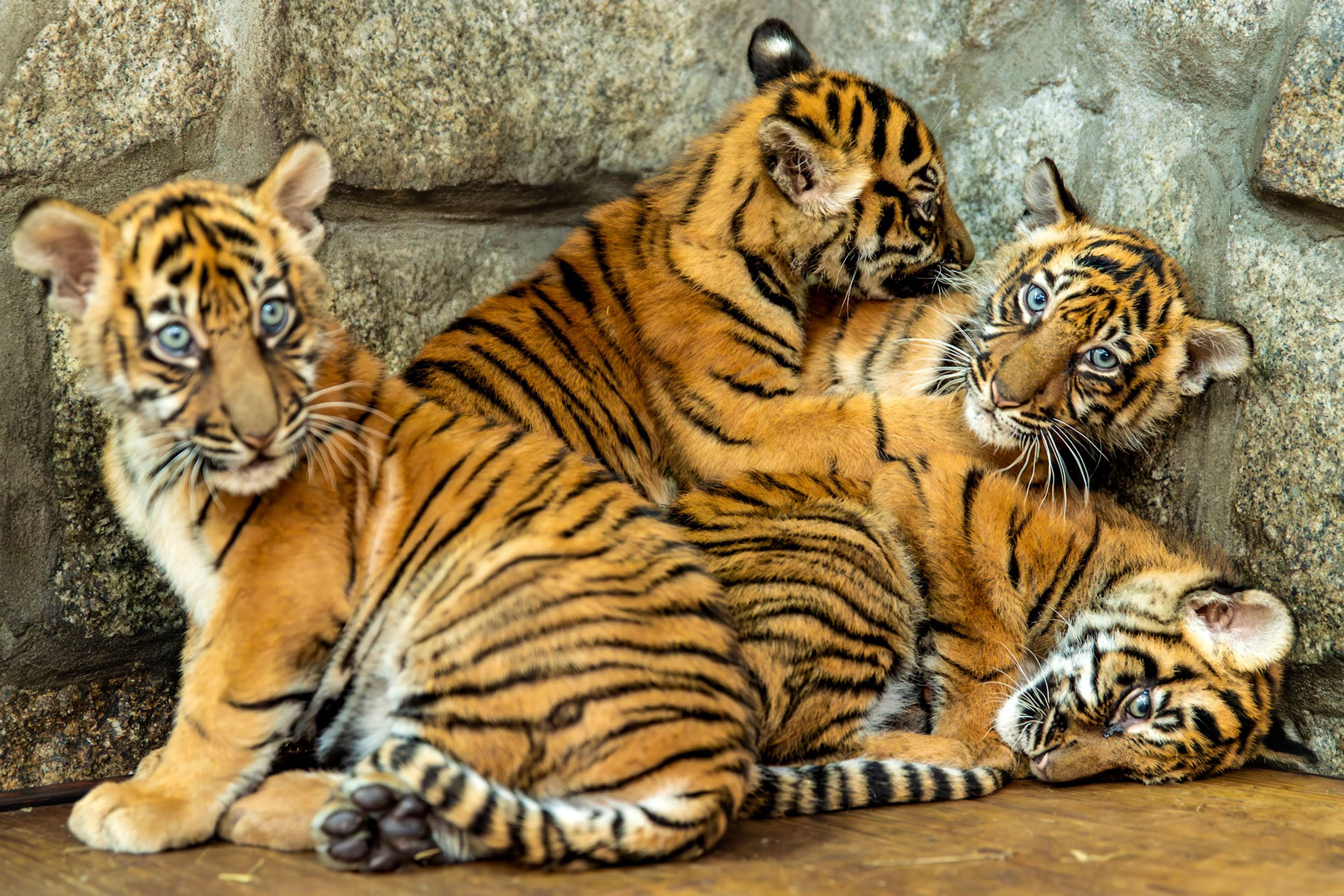 In this photo released by ZOO Wroclaw, Four Sumatran tiger cubs are seen at the Wroclaw zoo, which is celebrating the birth of the critically endangered predators, in Wrocław, Poland, Thursday Oct. 17, 2024. (ZOO Wrocław via AP)