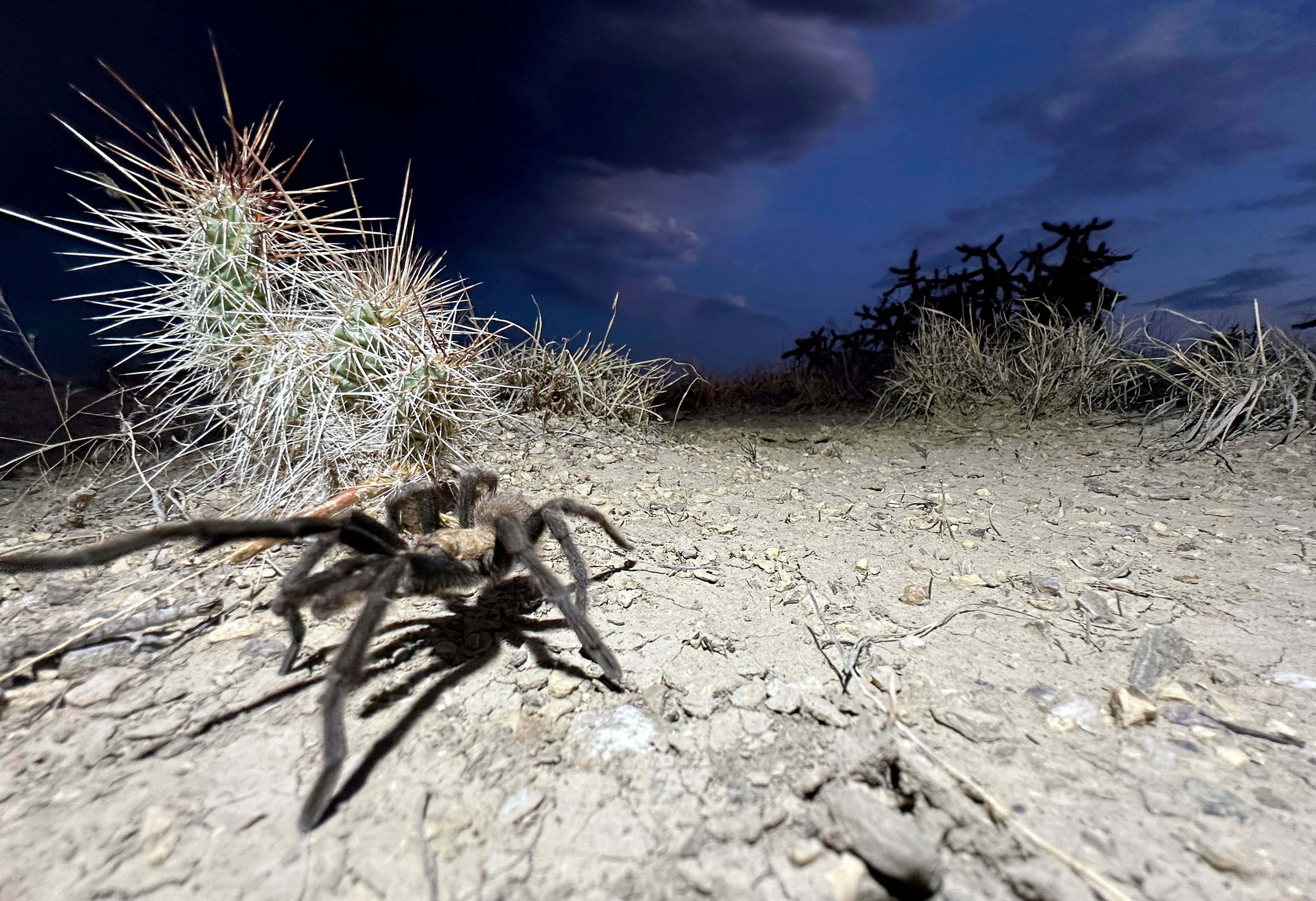 A male tarantula looks for a mate on the plains near La Junta, Colo., on Friday, Sept. 27, 2024. (AP Photo/Thomas Peipert)