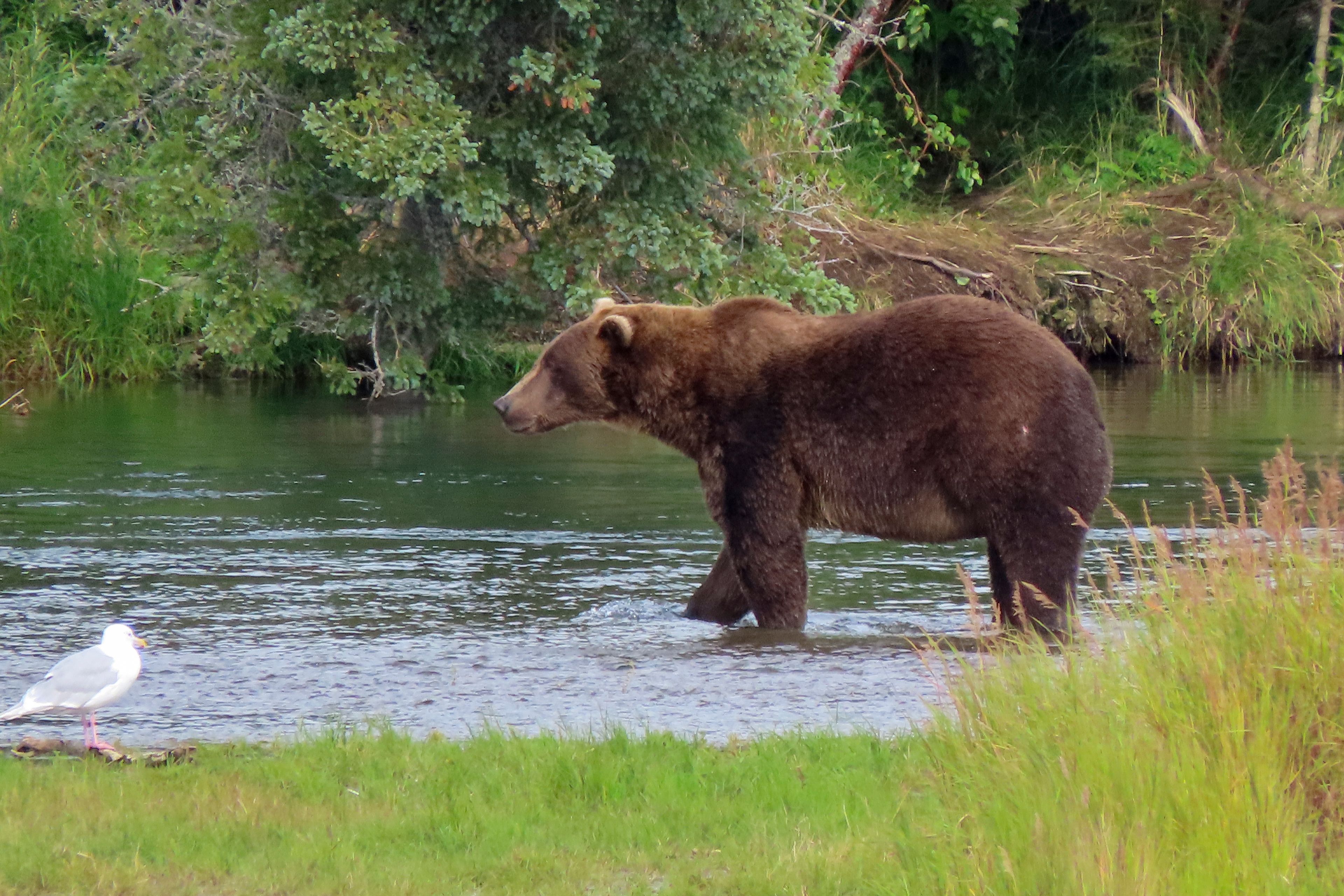 This image provided by the National Park Service shows bear 164 at Katmai National Park in Alaska on Aug. 31, 2024. (T. Carmack/National Park Service via AP)