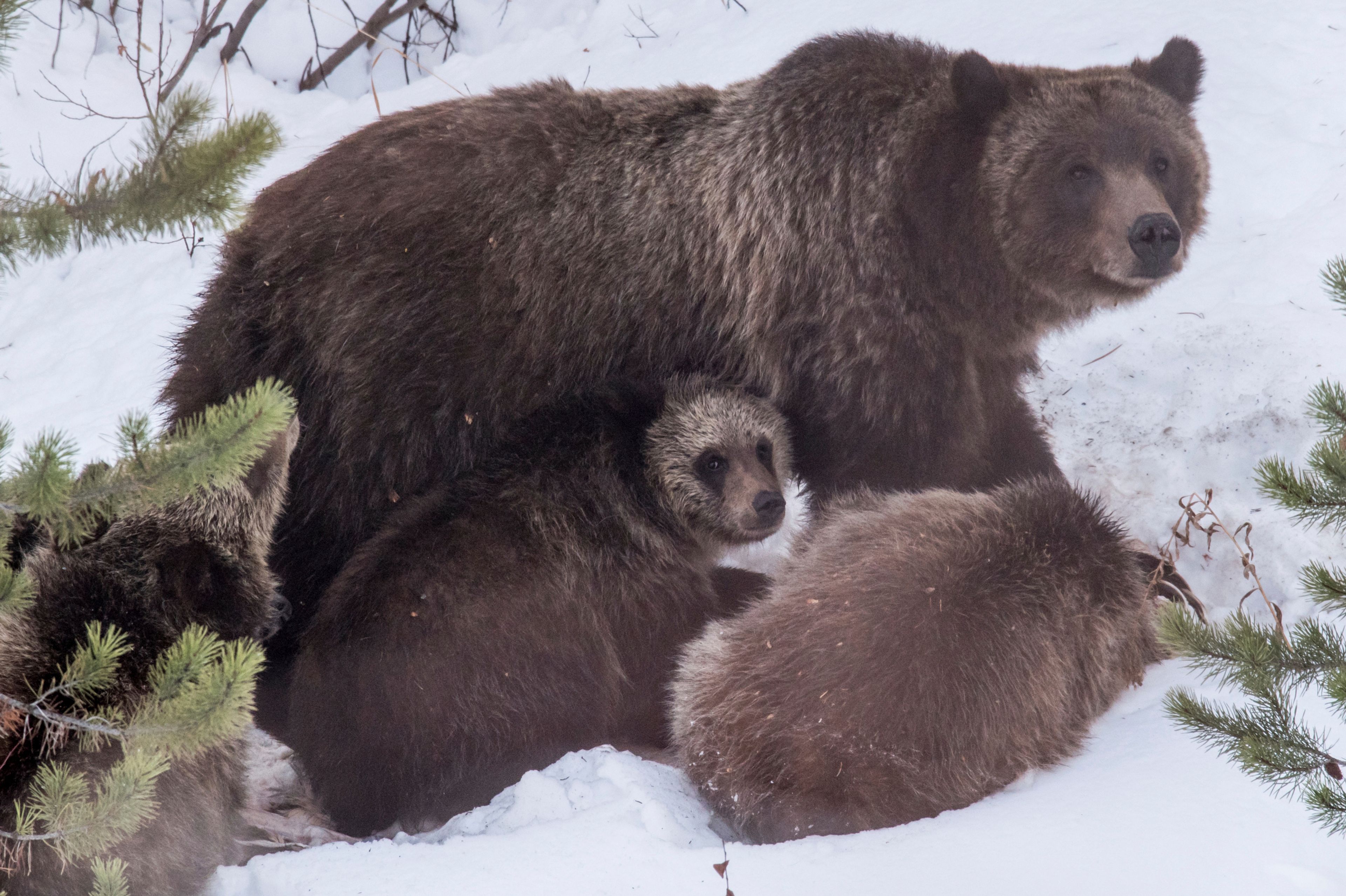 Grand Teton grizzly bear that delighted visitors for decades is killed in a Wyoming vehicle strike