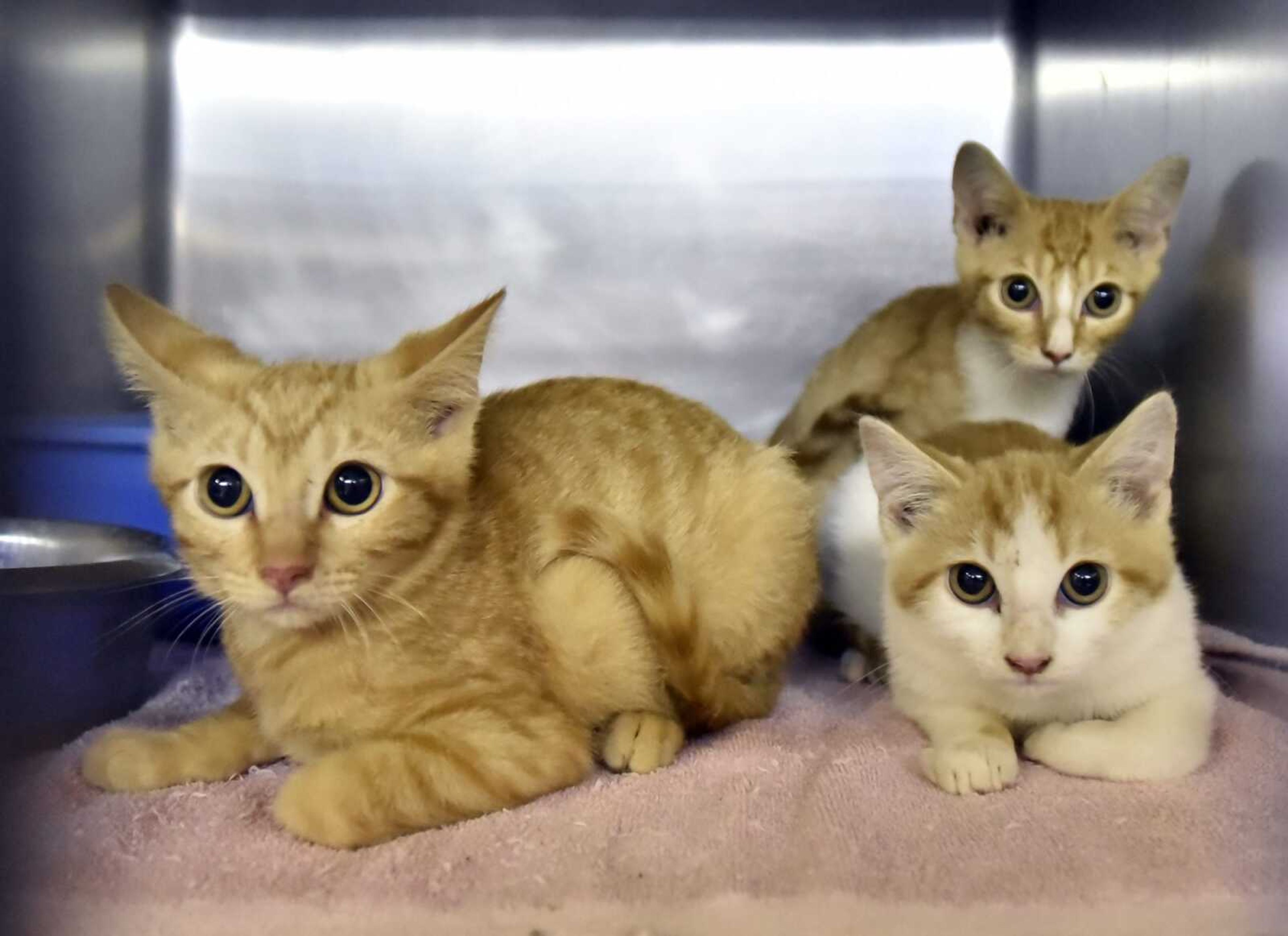 Cats and kittens awaiting adoption at the Humane Society of Southeast Missouri on Oct. 27, 2016, in Cape Girardeau.