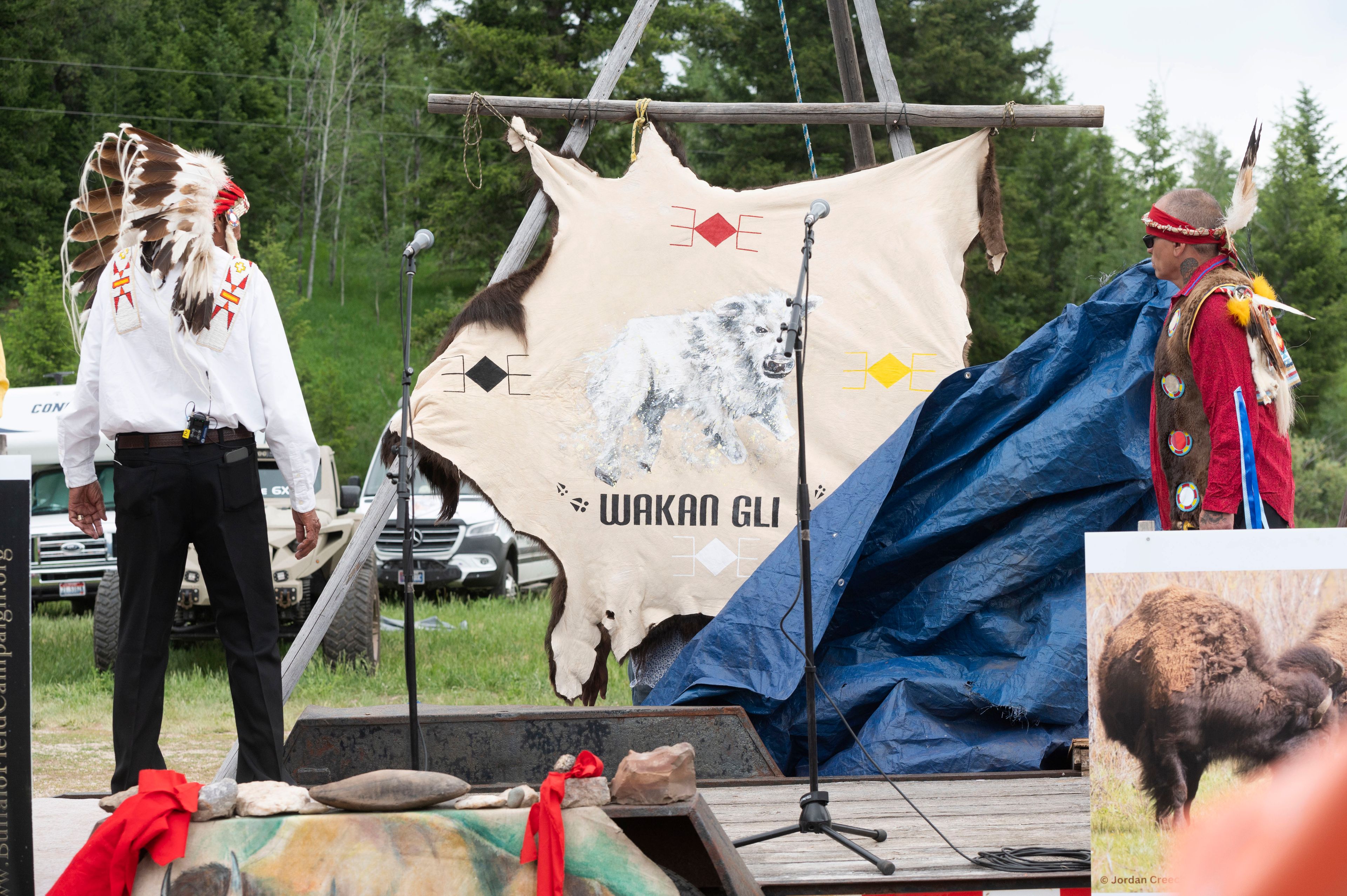 Arvol Looking Horse, a spiritual leader of the Lakota, Dakota and Nakota peoples in South Dakota, left, watches a tarp fall, revealing the name of a recently born white buffalo calf during a naming ceremony for the sacred animal at the headquarters of the Buffalo Field Campaign in West Yellowstone, Mont., Wednesday, June 26, 2024. The reported birth of the calf in Yellowstone National Park fulfills a Lakota prophecy that portends better times. (AP Photo/Sam Wilson)