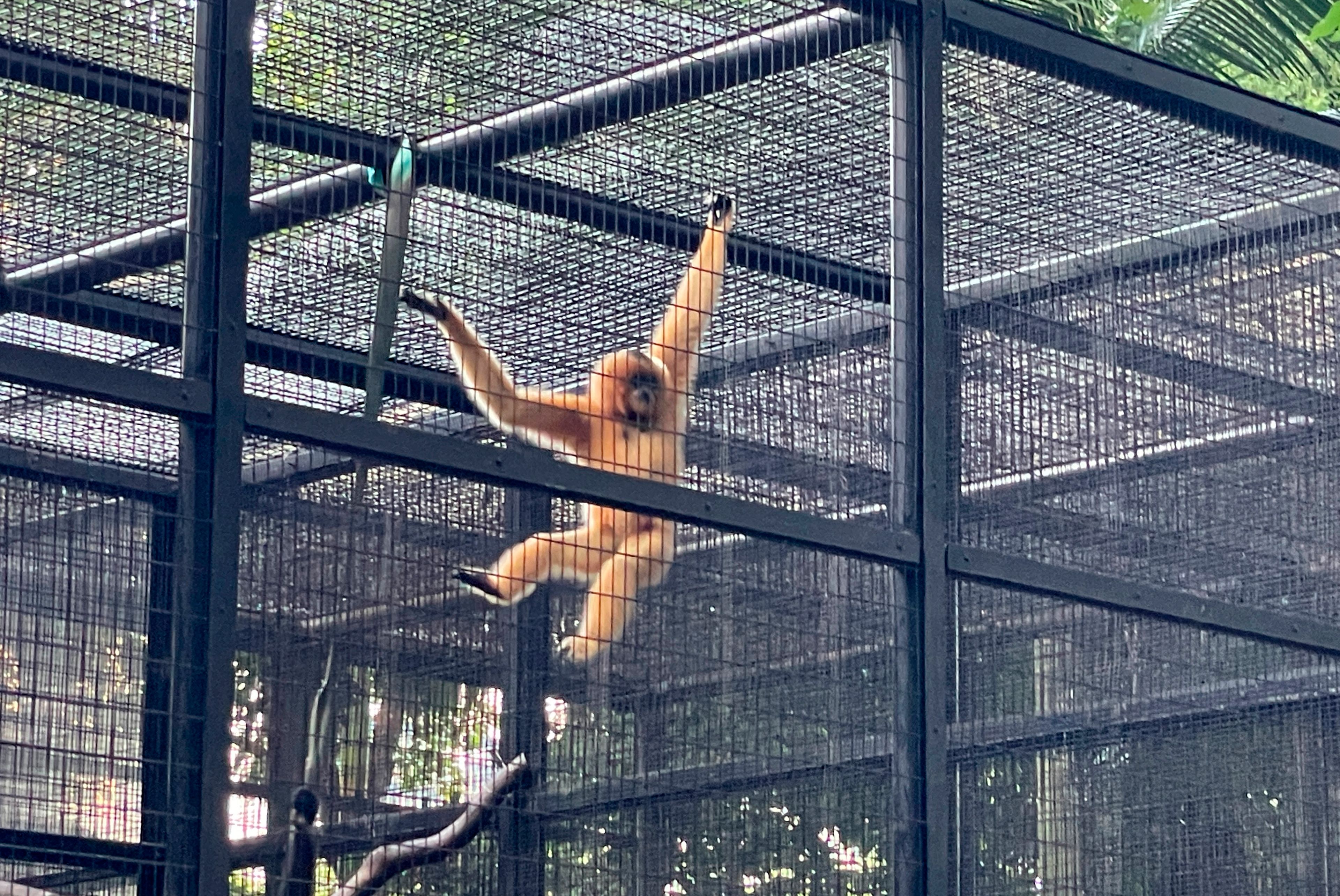 A buff-cheeked gibbon swings in its cage at Hong Kong's Zoological and Botanical Gardens in Hong Kong, Tuesday, Oct. 15, 2024. (AP Photo)