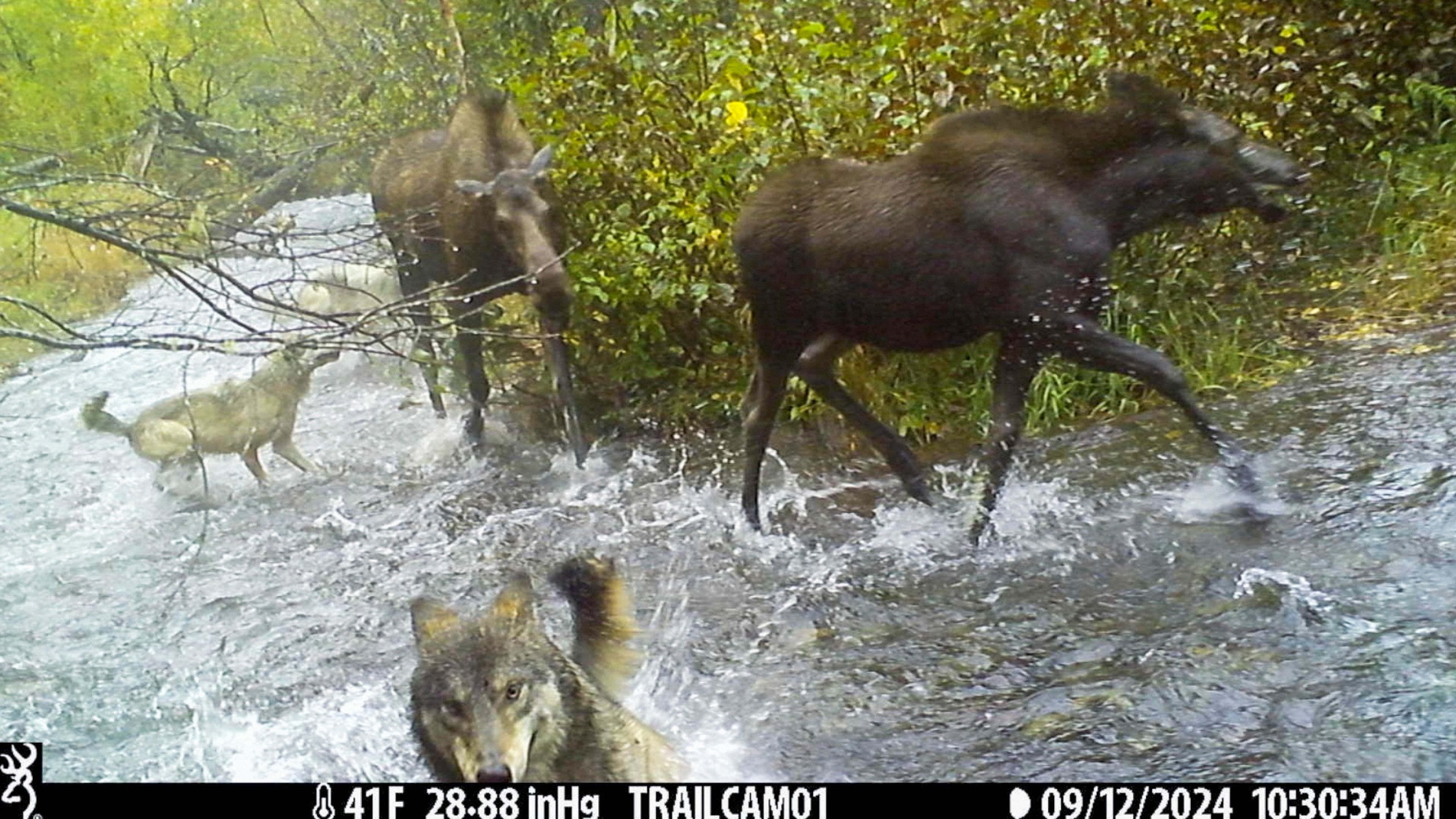 This image made from video provided by Donna Gail Shaw shows a view from a trail camera of wolves attacking moose on Sept. 12, 2024, in Anchorage, Alaska. (Donna Gail Shaw via AP)