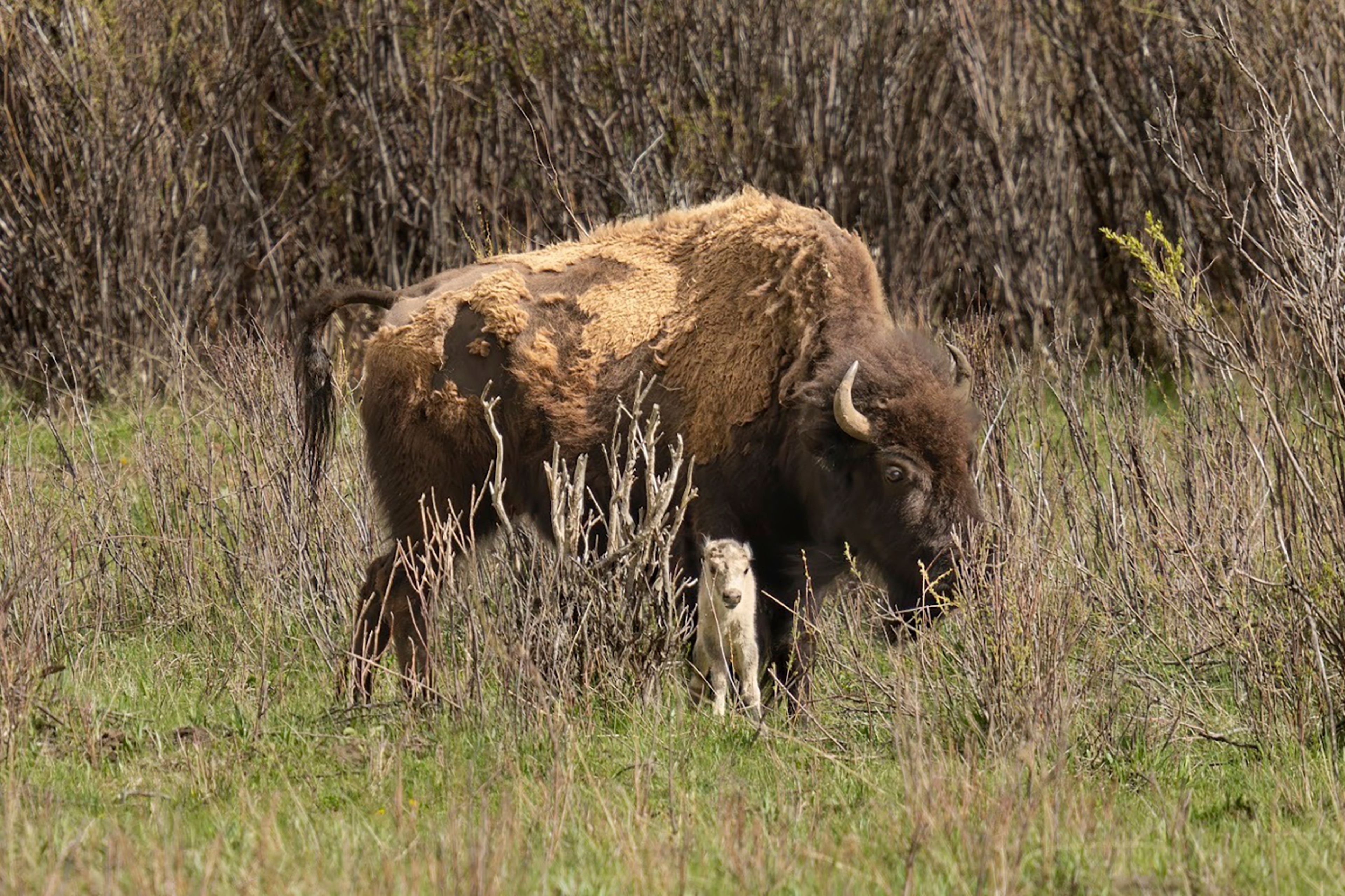This photo provided by Jordan Creech shows a white buffalo calf born on June 4, 2024, in the Lamar Valley in Yellowstone National Park, a spiritually significant event for many Native American tribes. The calf's birth fulfills a prophecy for the Lakota people that portends better times but also signals that more must be done to protect the earth and its animals. (Jordan Creech via AP)
