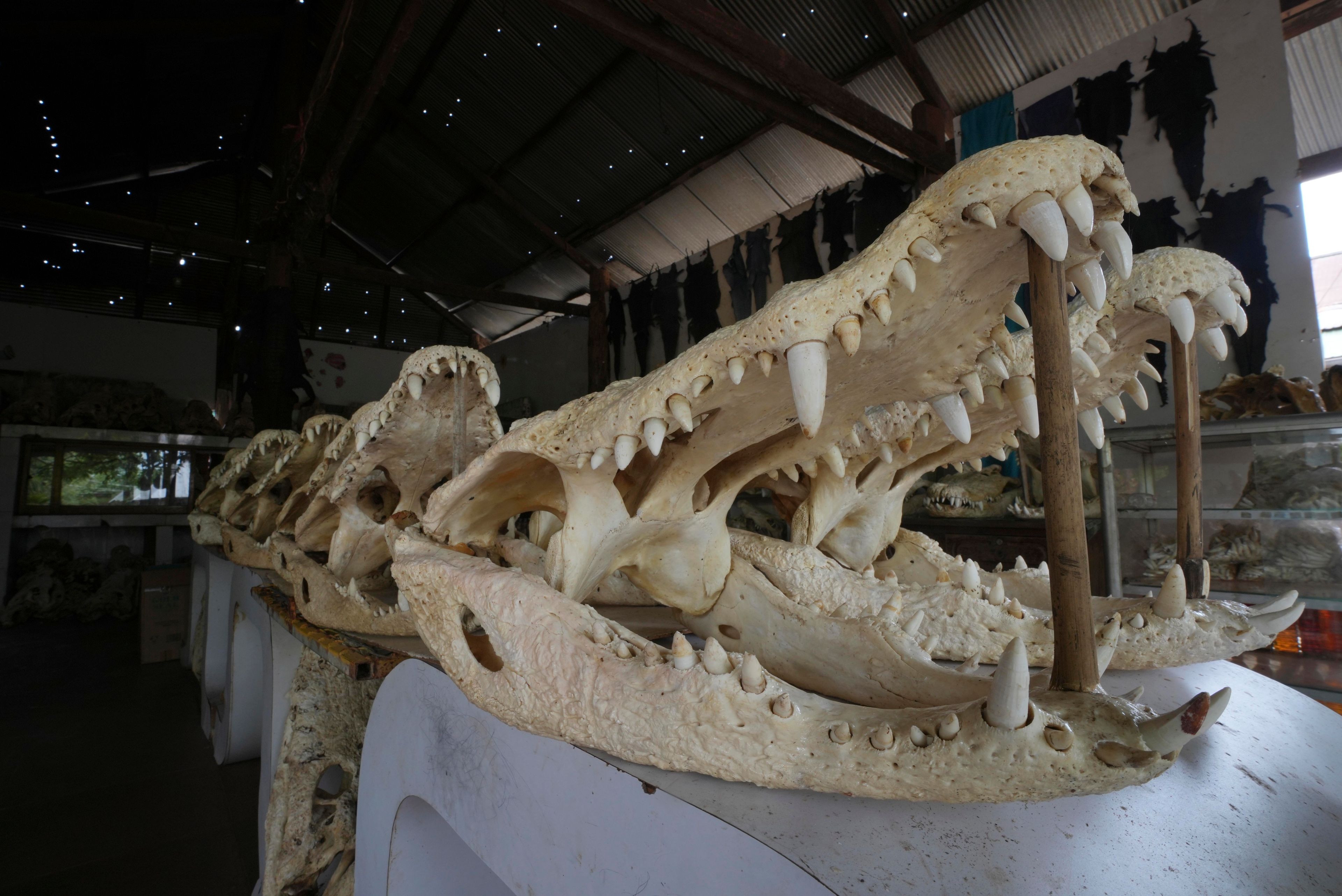 Crocodile heads are displayed in crocodile farmers house in Siem Reap province, Cambodia, on Aug. 2, 2024. (AP Photo/Heng Sinith)