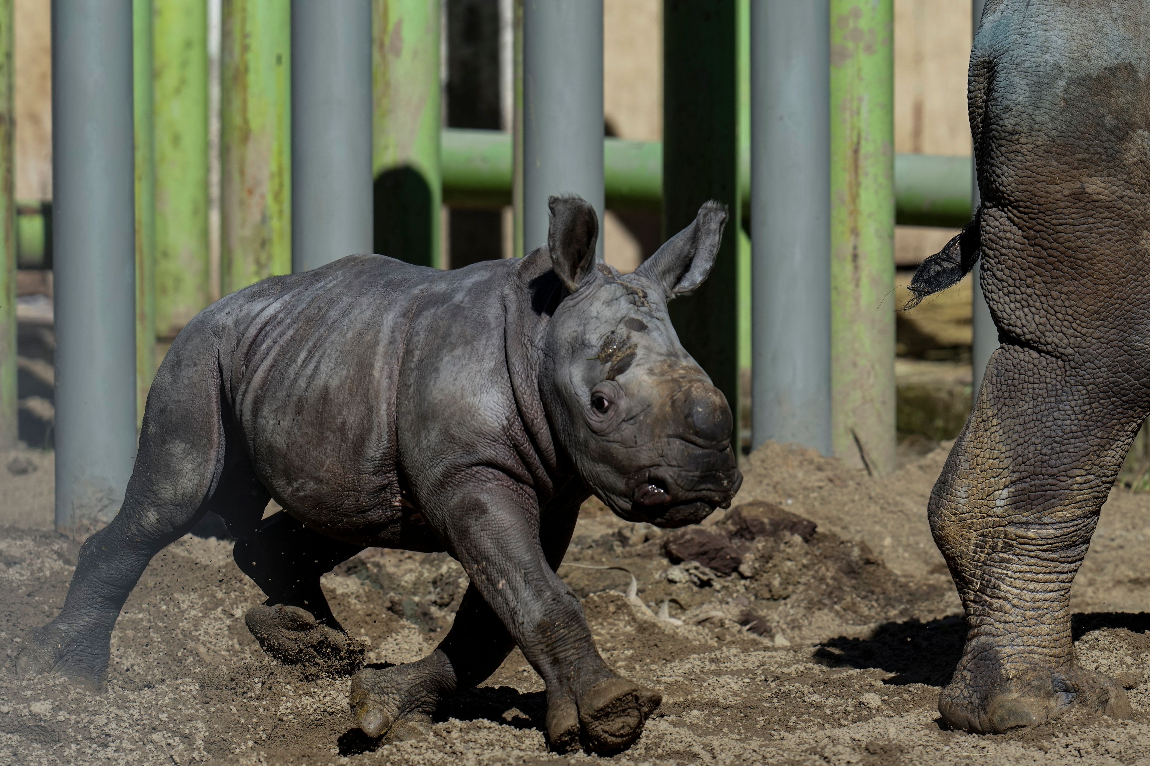 Silverio, a twelve-day-old white rhino, runs next to his mother Hannah during his presentation at the Buin Zoo in Santiago, Chile, Tuesday, July 2, 2024. The baby rhino’s birth is the third of this endangered species born at the Buin. (AP Photo/Esteban Felix)
