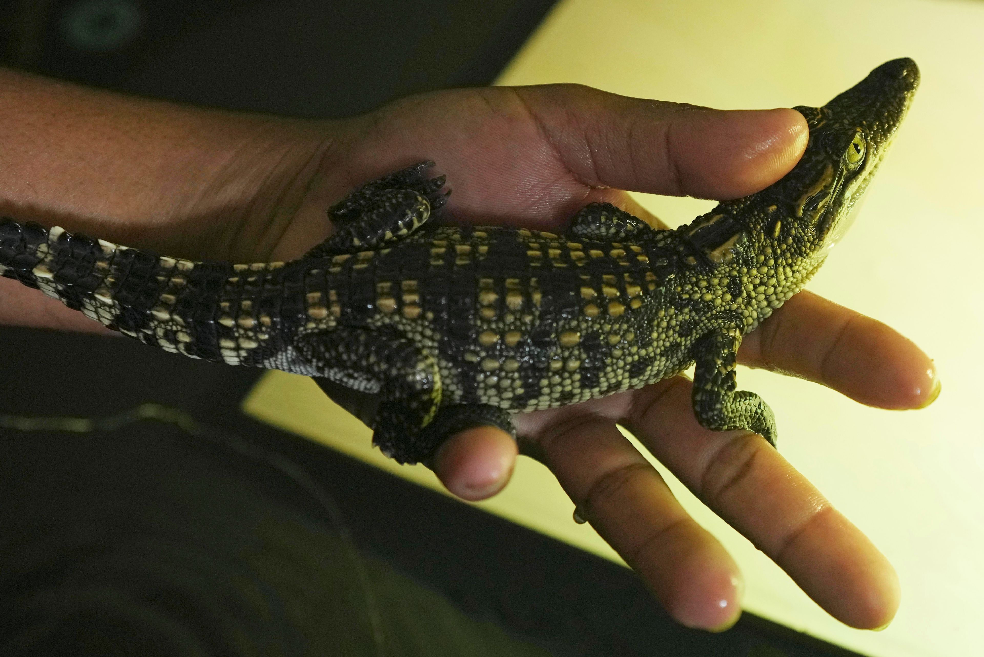 A zoo member holds a crocodile baby in the hatchling nursery at Phnom Tamao Zoo in Takeo province, Cambodia, on Aug. 7, 2024. (AP Photo/Heng Sinith)