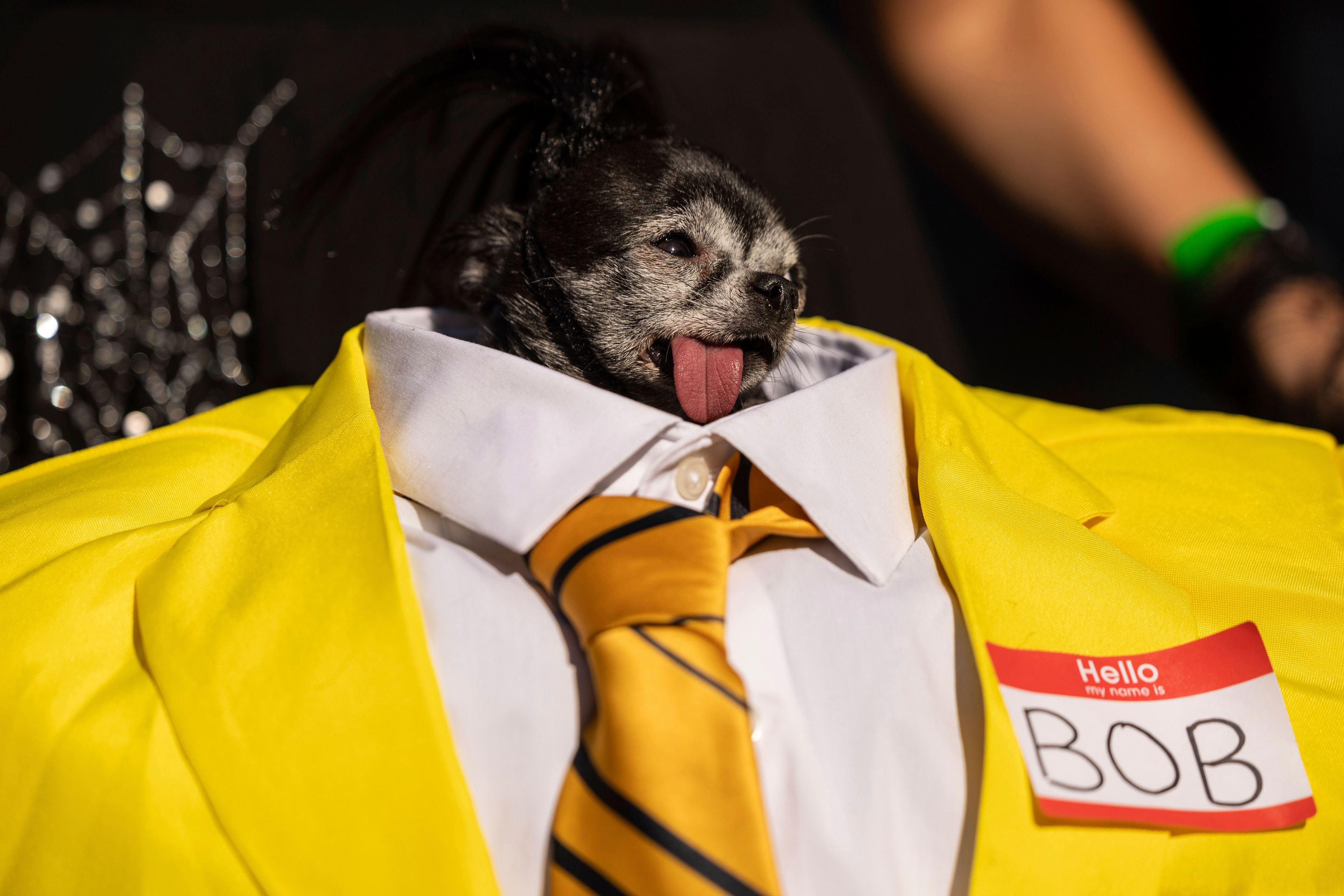 People and their dogs in costume participate in the 34th annual Tompkins Square Halloween Dog Parade, Saturday, Oct. 19, 2024, in New York. (AP Photo/Yuki Iwamura)