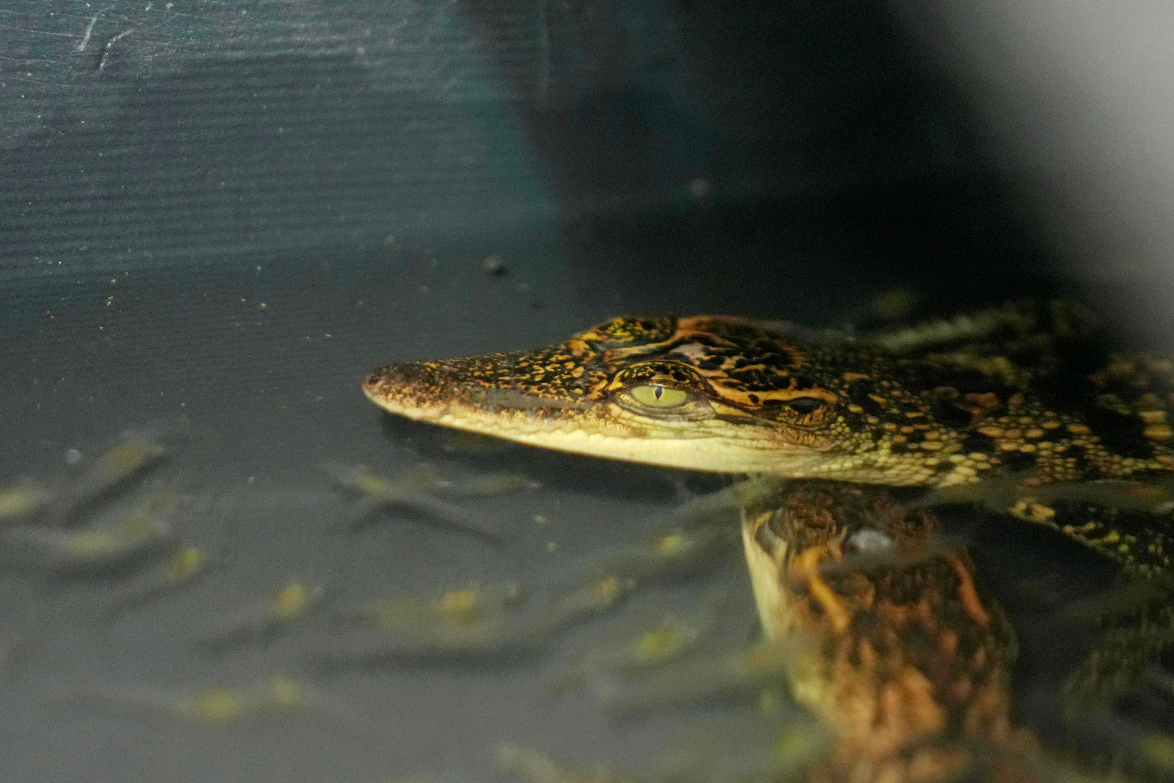 Crocodile babies eat krill at Phnom Tamao Zoo in Takeo province, Cambodia, on Aug. 7, 2024. (AP Photo/Heng Sinith)