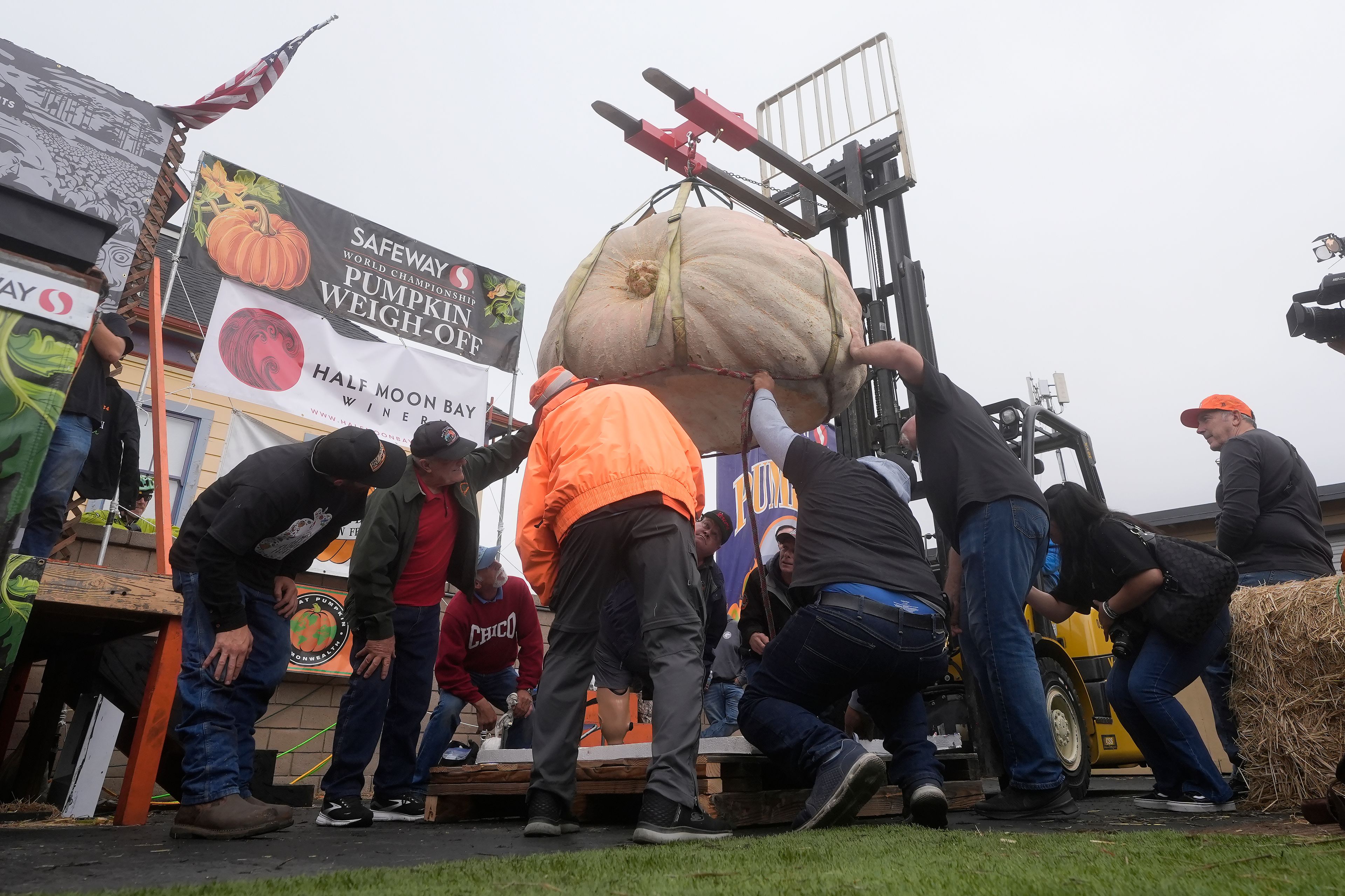 A pumpkin is inspected before being weighed at the Safeway World Championship Pumpkin Weigh-Off in Half Moon Bay, Calif., Monday, Oct. 14, 2024. (AP Photo/Jeff Chiu)