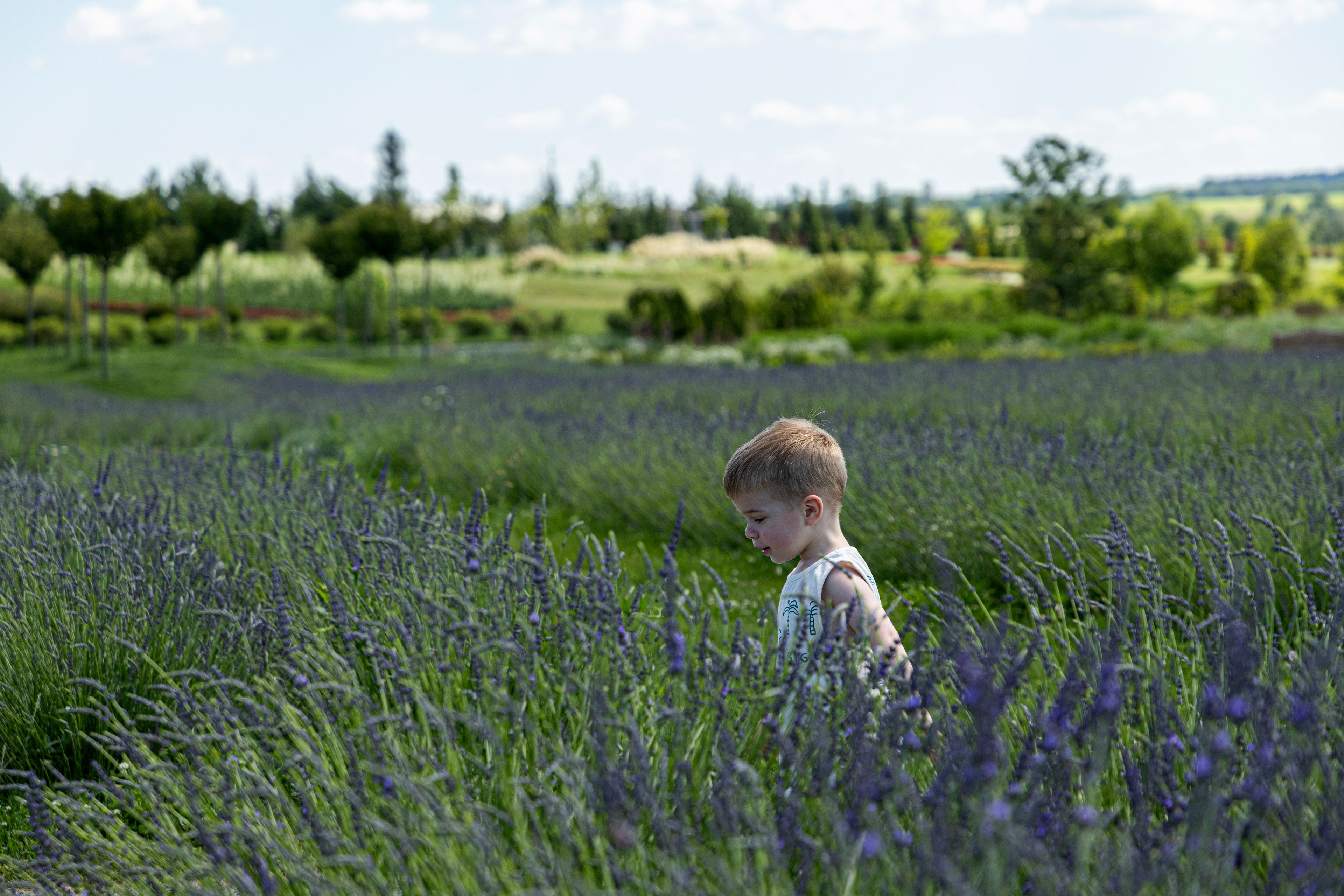 A boy walks through the lavender field in Dobro Park, Motyzhyn, Kyiv region, Ukraine, Wednesday, June 26, 2024. Despite hardships brought by war flowers fill Kyiv and other Ukrainian cities. Dobro Park, a 370-acre (150 hectare) privately-run garden and recreation area west of Kyiv, was rebuilt after the Russian attack and occupation that lasted for more than a month.(AP Photo/Anton Shtuka)