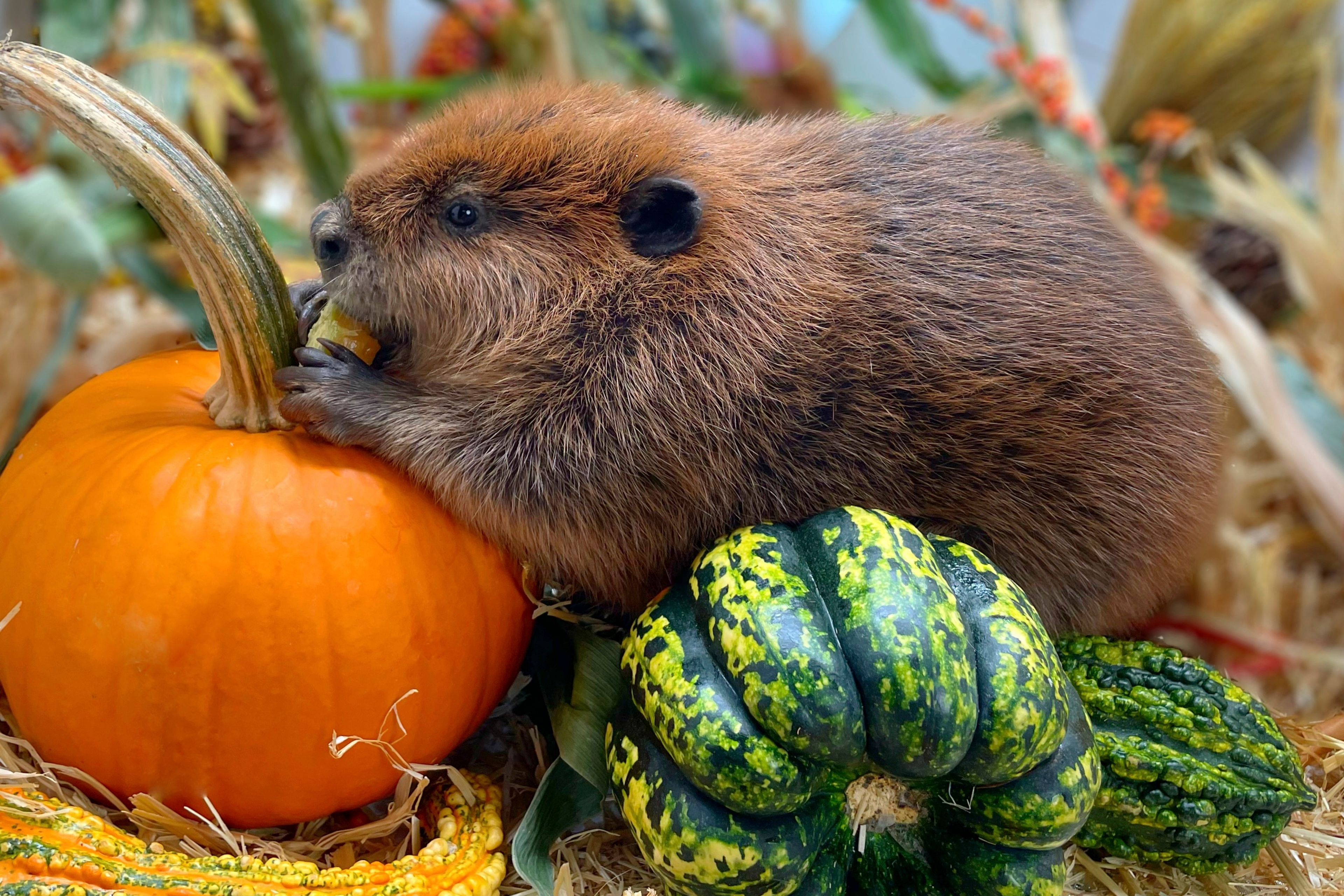 This photo provided by Newhouse Wildlife Rescue shows Nibi, a 1-year-old beaver, at the Newhouse Wildlife Rescue in Chelmsford, Mass., in approximately 2023. (Jane Newhouse/Newhouse Wildlife Rescue via AP)