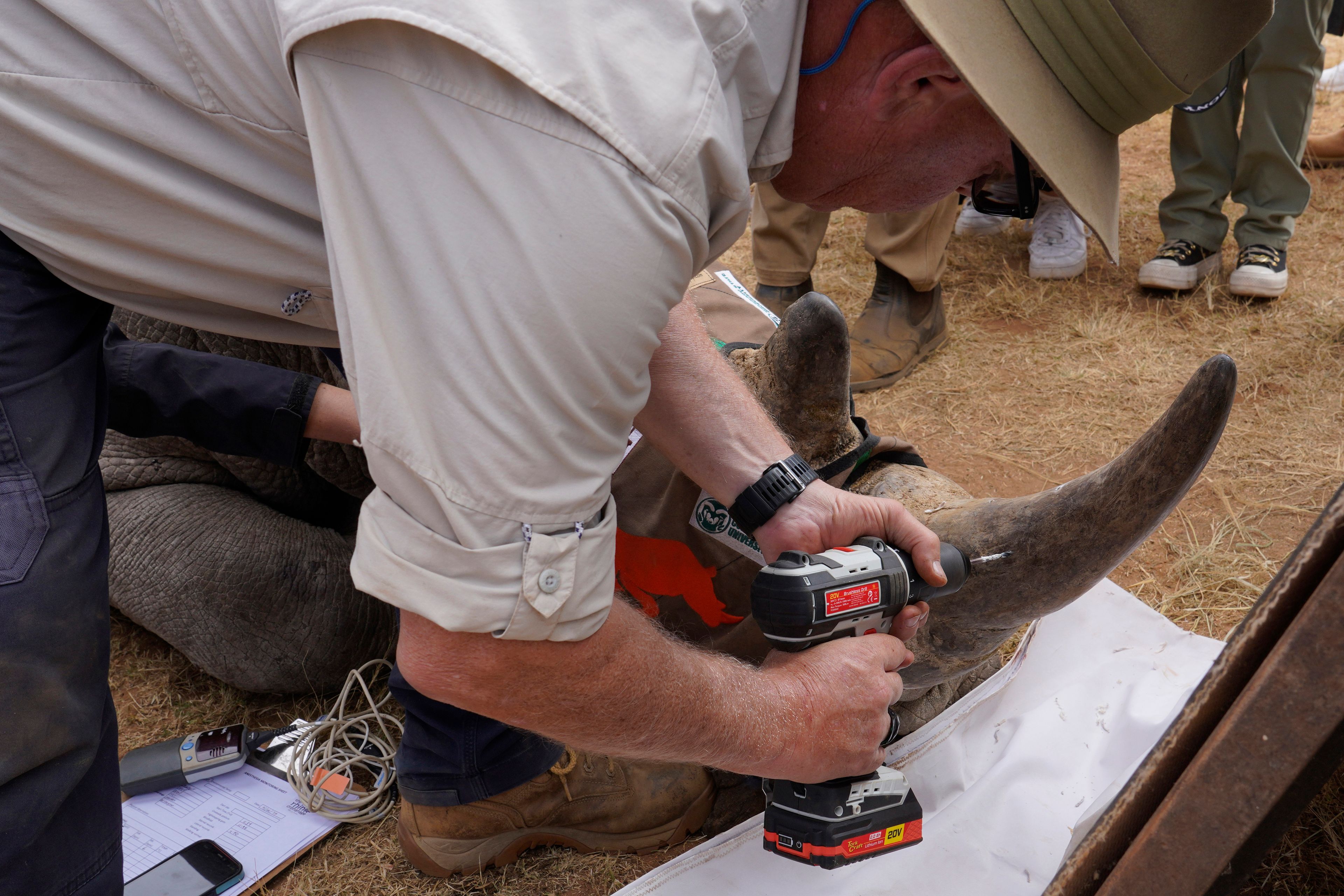 Professor James Larkin drills a hole into a rhinos horn to insert isotopes at a rhino orphanage in the country's northern province of Limpopo, Tuesday, June 25, 2024. Researchers have started the final phase of a research project aimed at reducing rhino poaching by inserting radioisotopes into rhino horns to devalue one of the most highly trafficked wildlife commodities. (AP Photo/Denis Farrell)