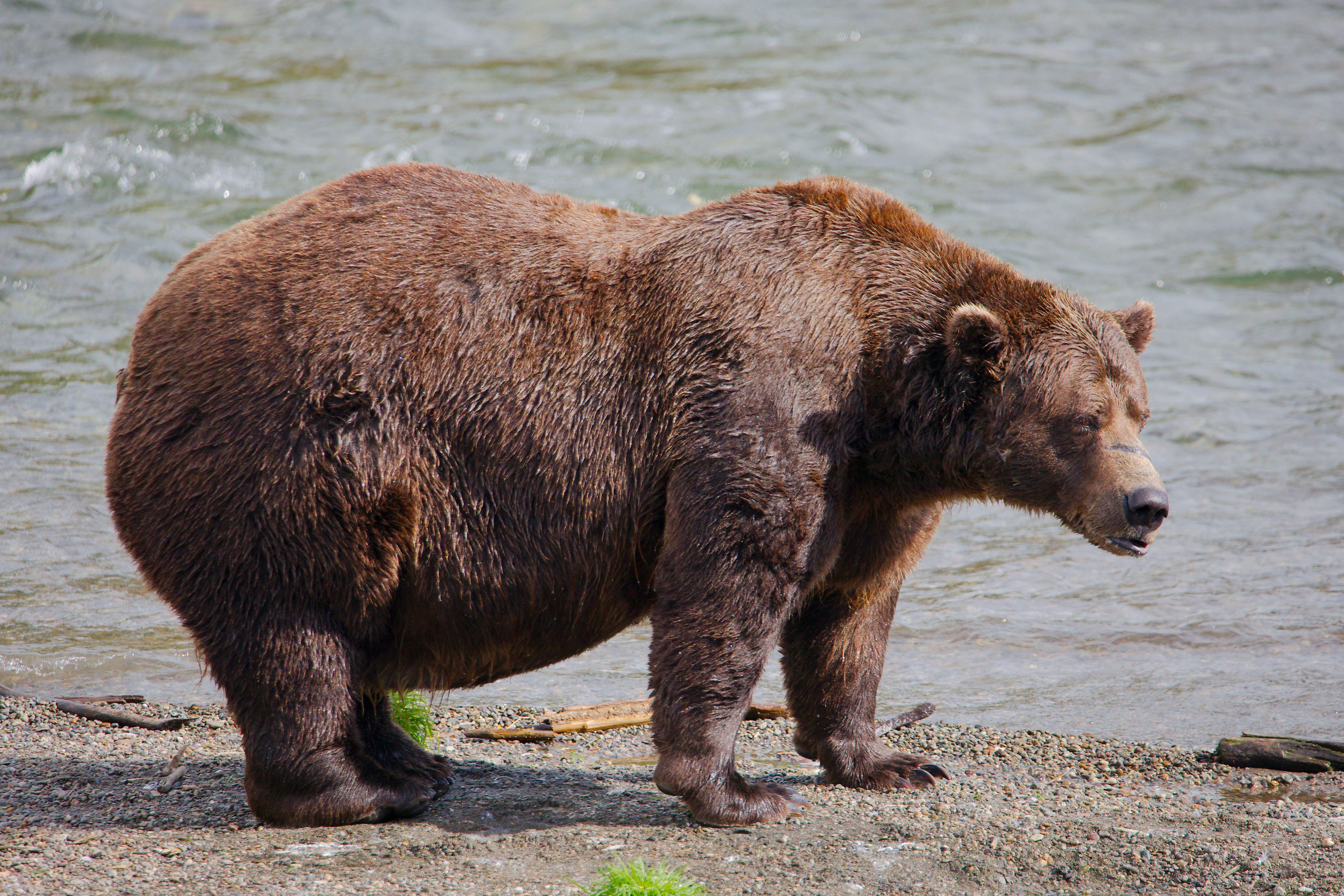 Online voting in Alaska's Fat Bear Week contest starts after an attack killed 1 contestant