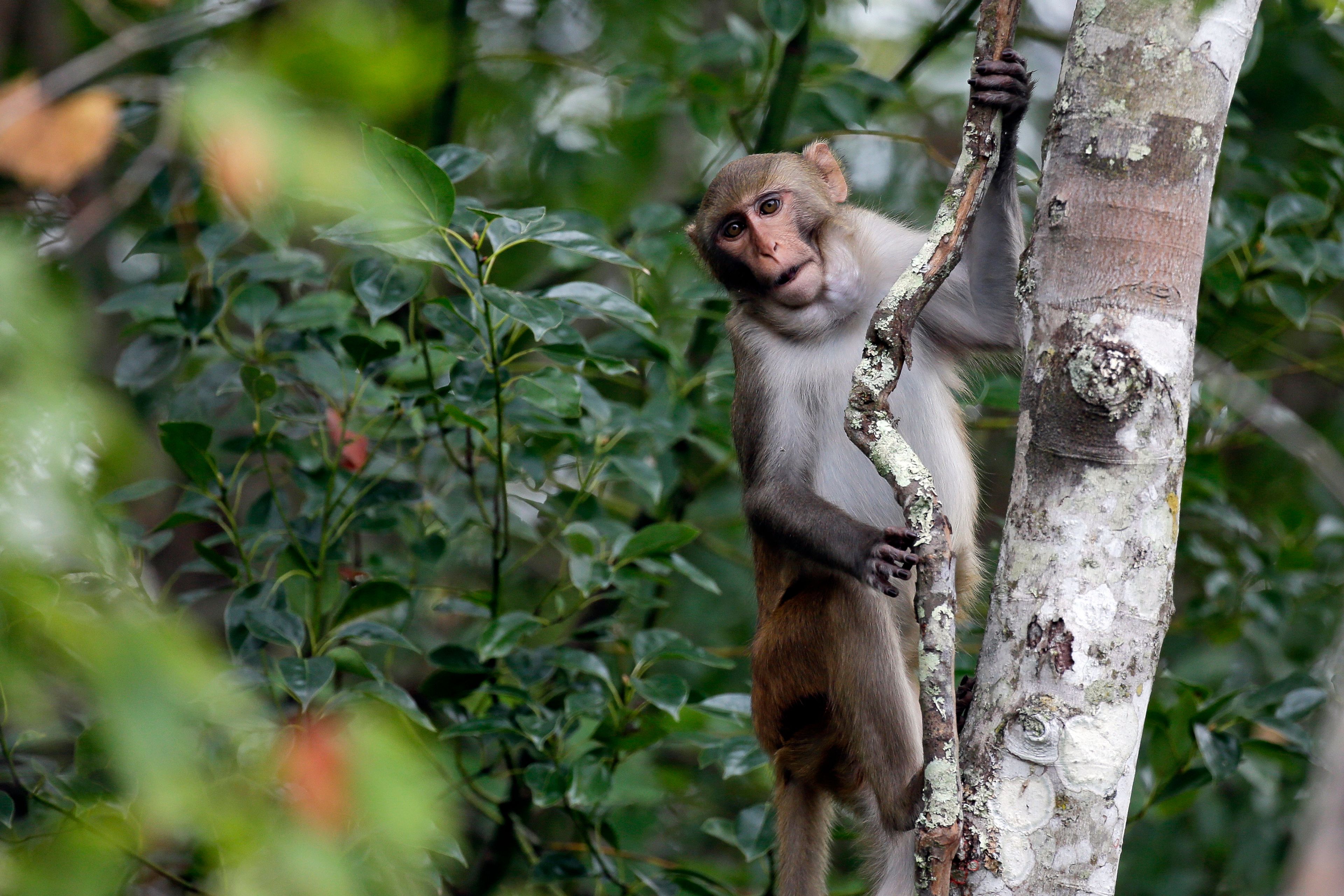 1 monkey recovered safely, 42 others remain on the run from South Carolina lab