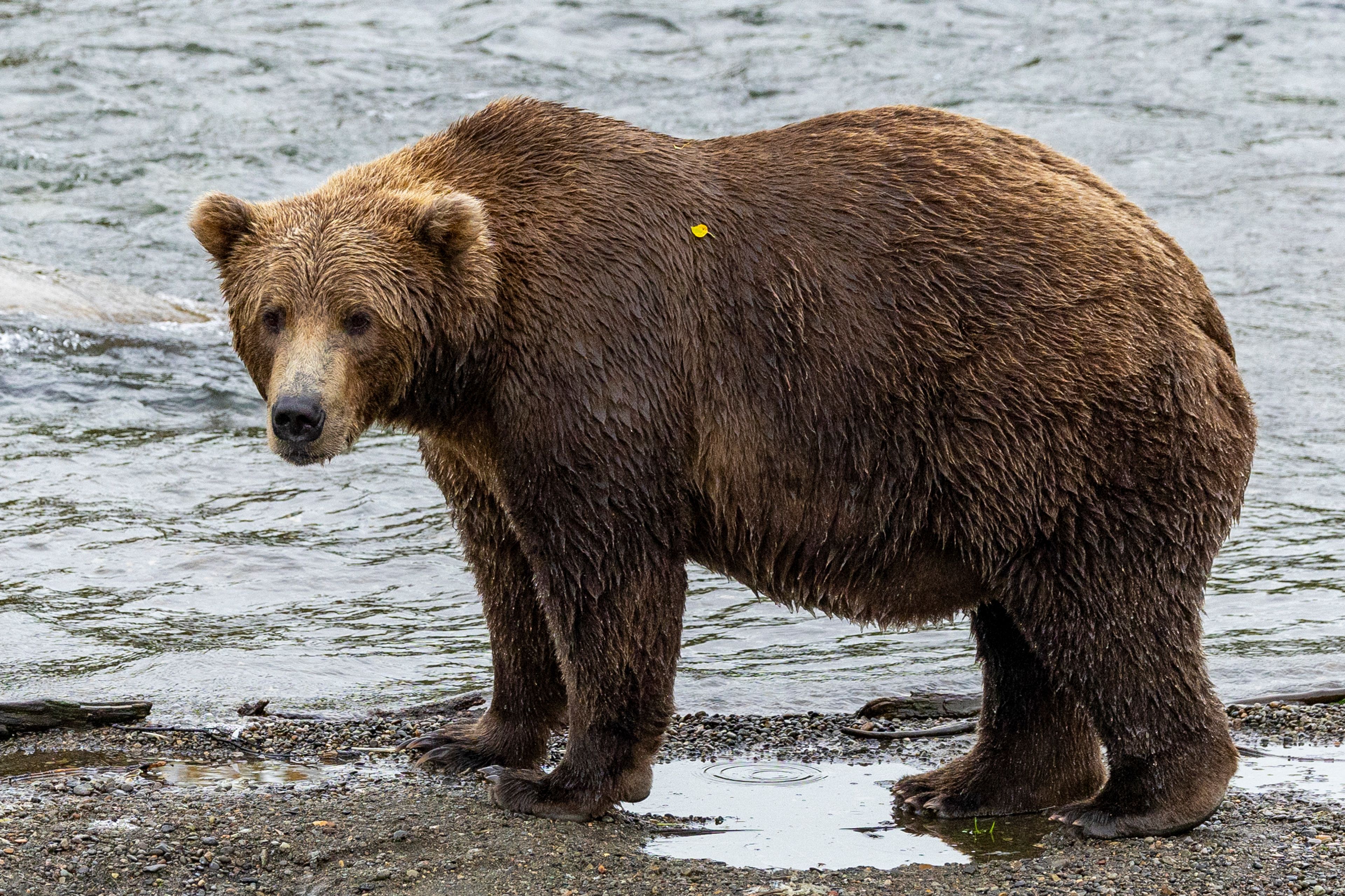 This image provided by the National Park Service shows bear 903 at Katmai National Park in Alaska on Sept. 8, 2024. (C. Cravatta/National Park Service via AP)