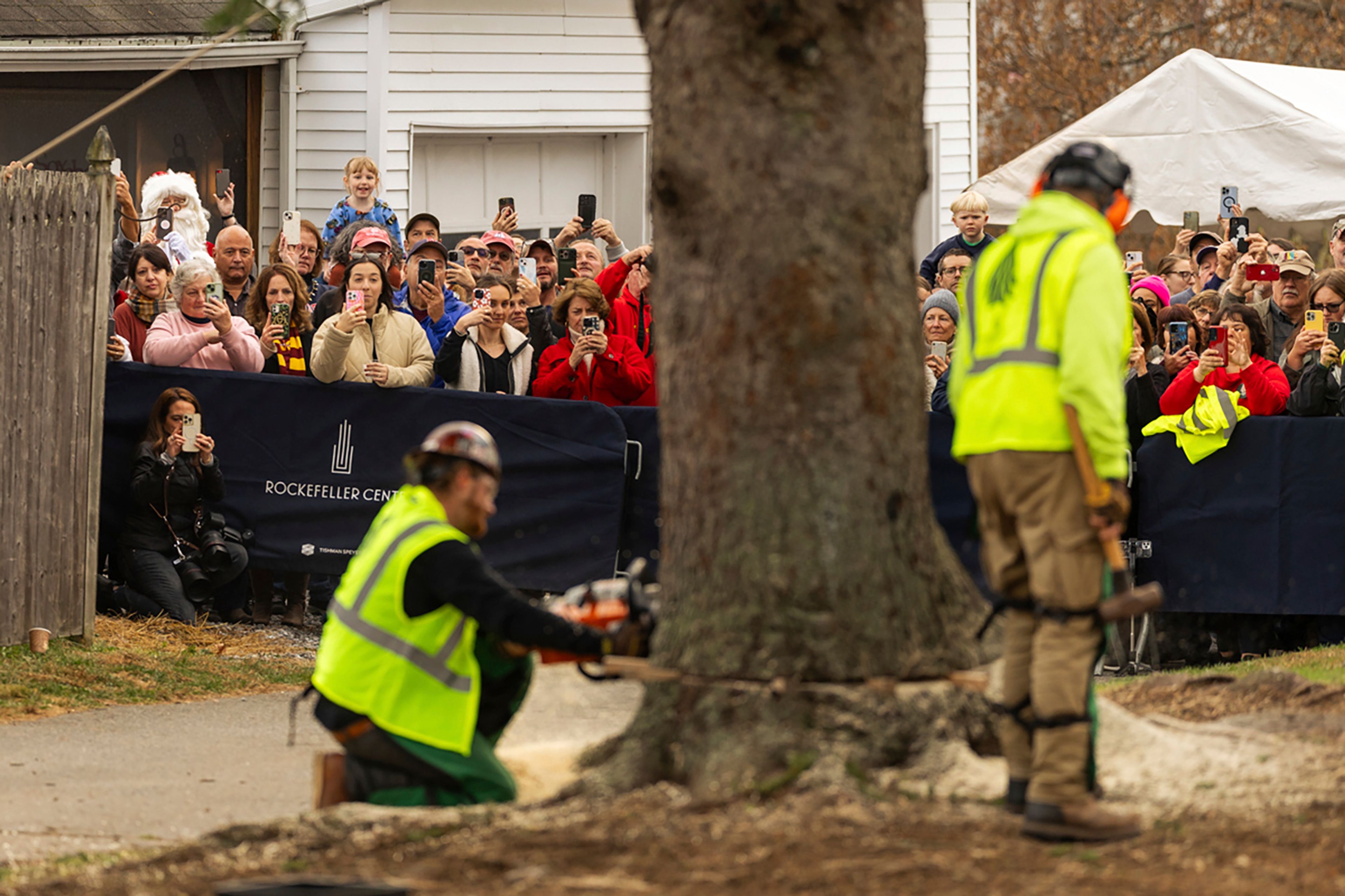 A Norway Spruce that will serve as this year's Rockefeller Center Christmas tree is cut down, Thursday, Nov. 7, 2024 in West Stockbridge, Mass. (AP Photo/Matthew Cavanaugh)