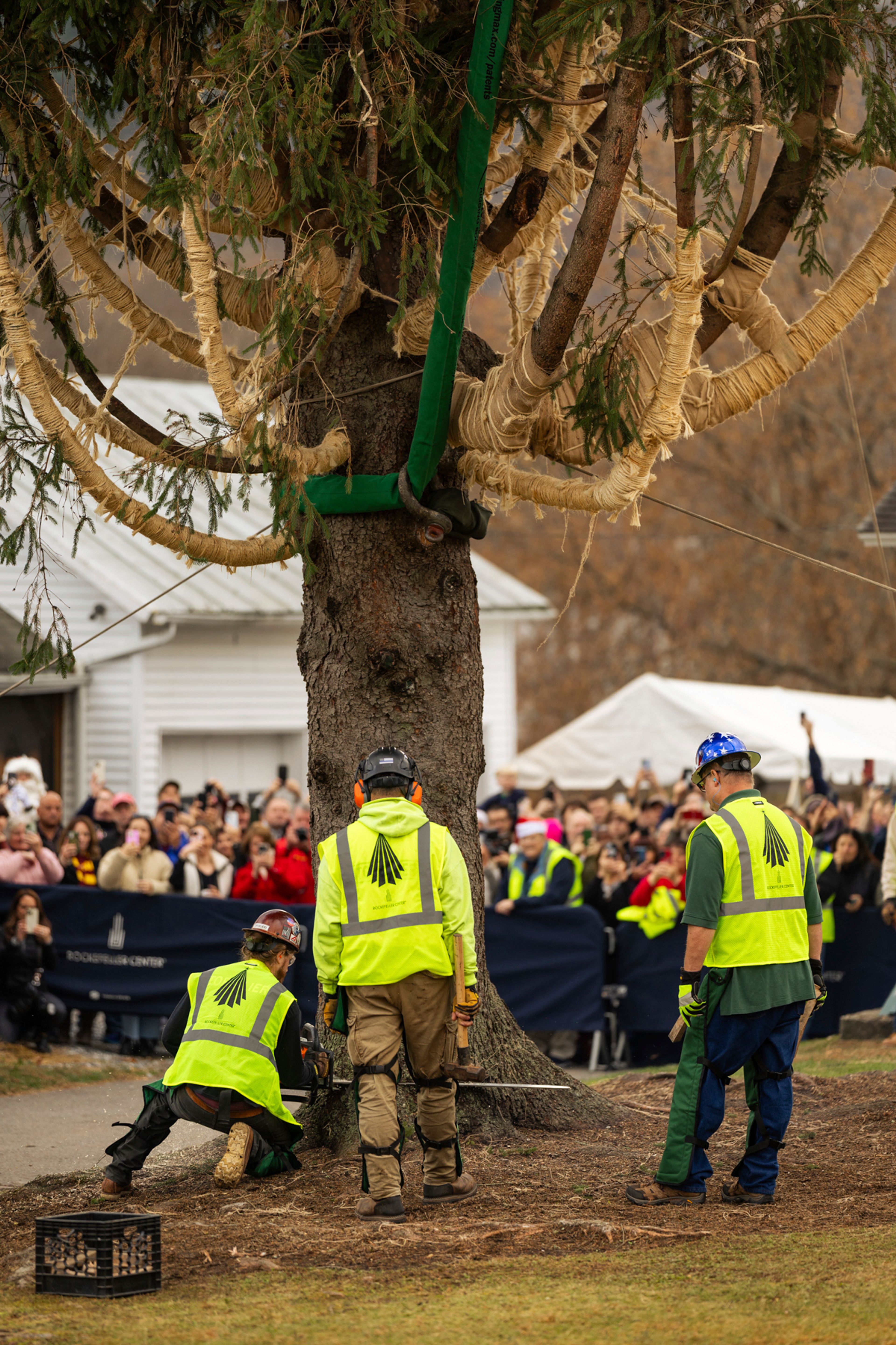 A Norway Spruce that will serve as this year's Rockefeller Center Christmas tree is cut down, Thursday, Nov. 7, 2024 in West Stockbridge, Mass. (AP Photo/Matthew Cavanaugh)